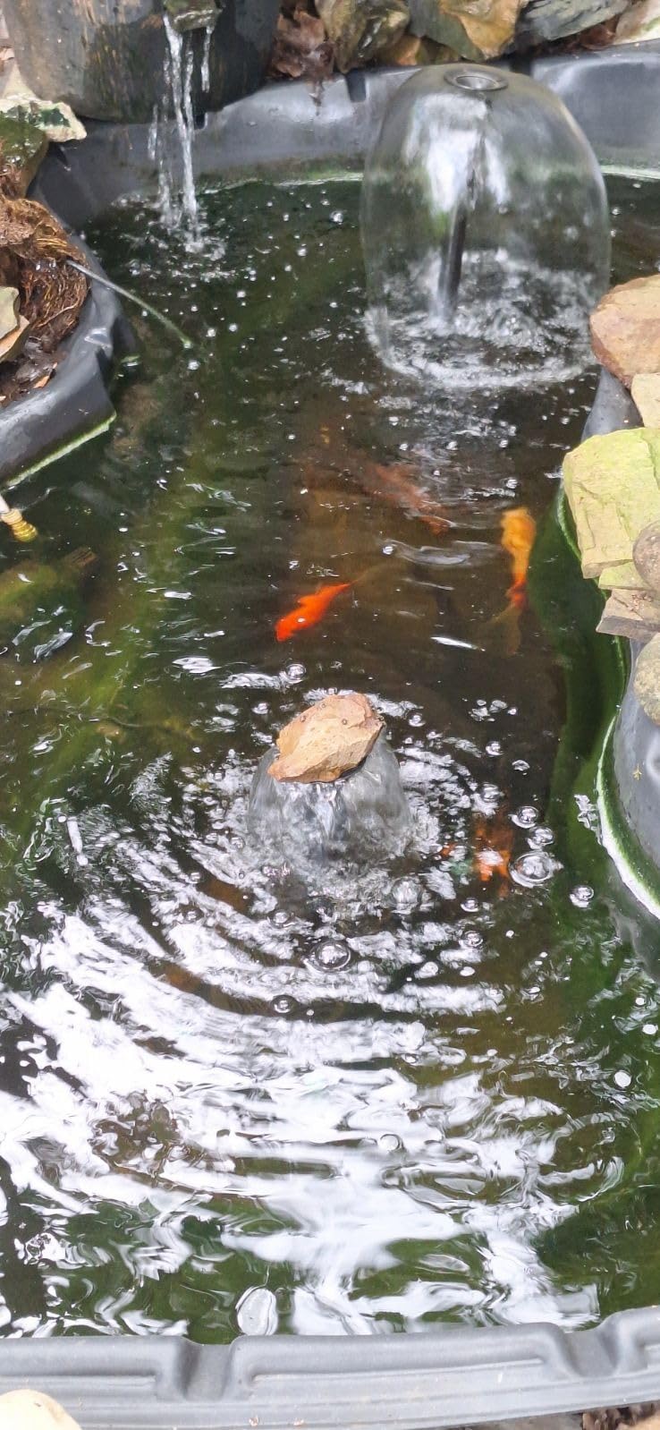 Biling Pond Filter with Fountain Pump Kits, 660GPH Koi Pond Filter with 40W Pond Pumps for Outdoor Ponds, Pond Fountain Kit for Garden Pond, Fish Tank, Water Feature - Corded Electric customer photo 2