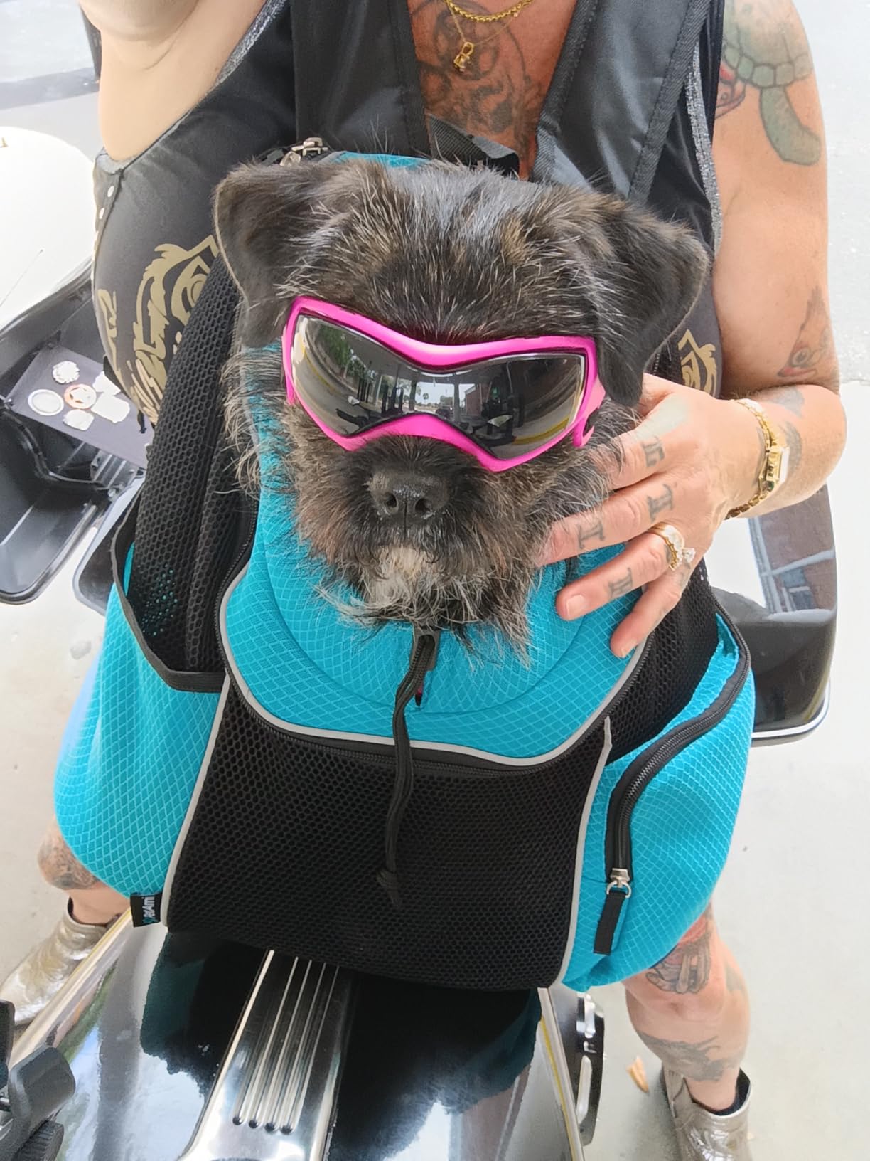 PetAmi Dog Carrier Backpack, Hands Free Front Pet Carrier, 10 lbs, Purple | Adjustable Ventilated Reflective Travel Bag, Breathable Mesh, Safety Leash for Hiking Camping Biking Walking, Small Dogs Cats customer photo 2