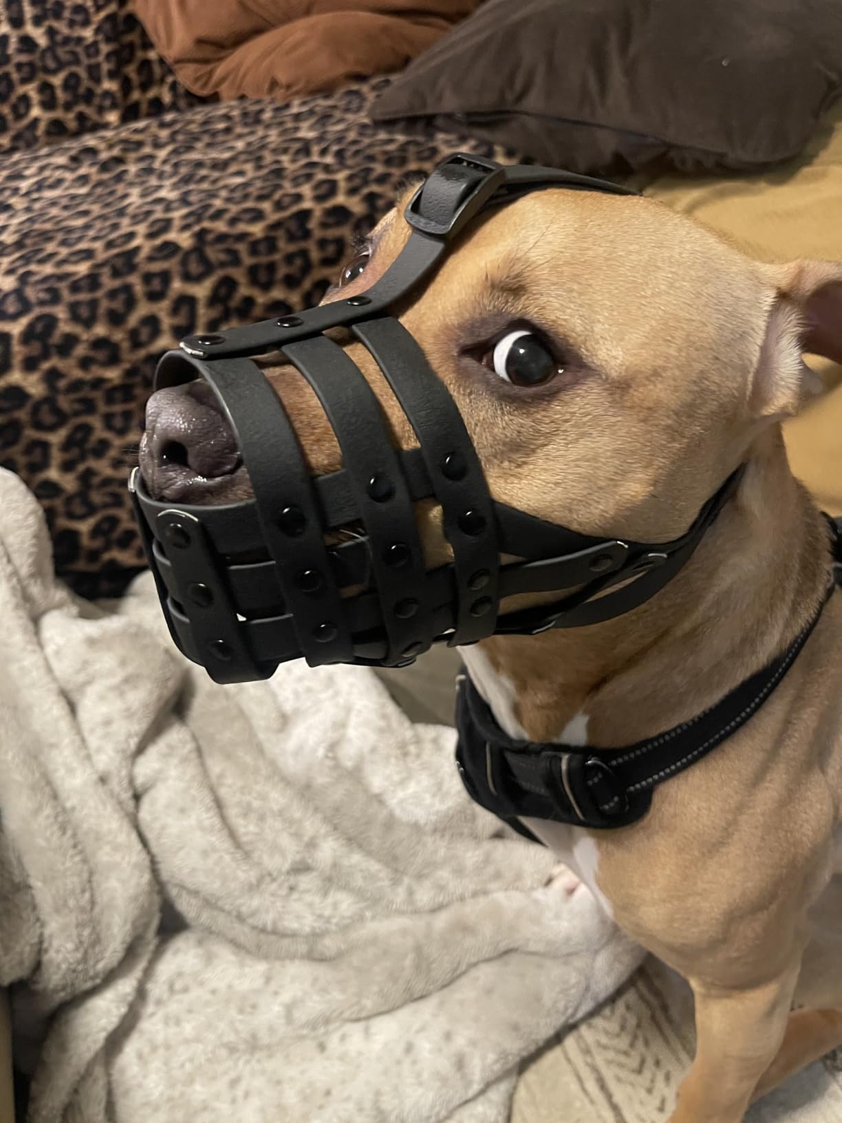 Mayerzon Pitbull Dog Muzzle for Large Medium Dogs Prevent Biting Scavenging | Fits Rottweiler Amstaff Broad-nosed Breed, Sturdy Breathable Basket, Training Walking Use, Allows to Drink | Black, L customer photo 1