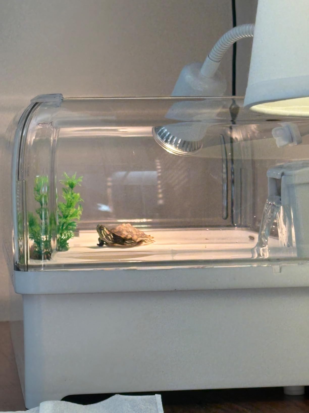 Turtle Tank Starter Kit for Baby with Silent Filter Small Green | Bottom Drain,Basking Light,Multi Zone Aquatic Small Red Eared Slider Enclosure,Anti Escape Fence Tortoise Terrarium Aquarium customer photo 1