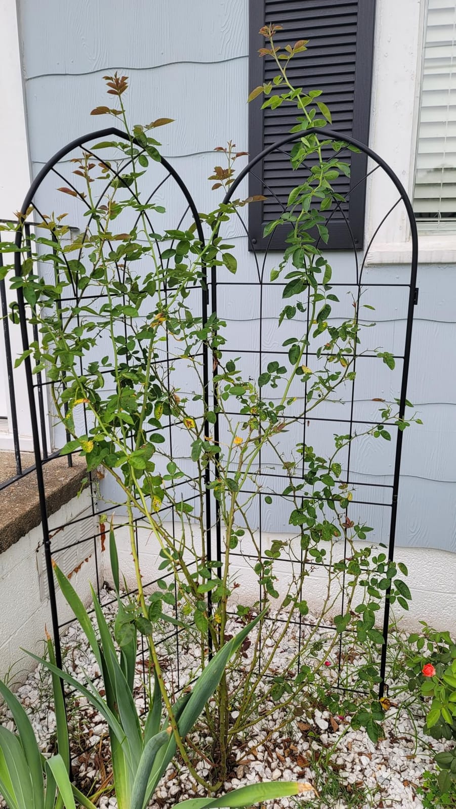 LZRS 2 Pack 71x20in Rustic Iron Arch Decoration Garden Trellis with Black Metal Coating - Perfect for Supporting Climbing Plants Outdoor, Roses, Vines, Flowers, and Vegetables. customer photo 1