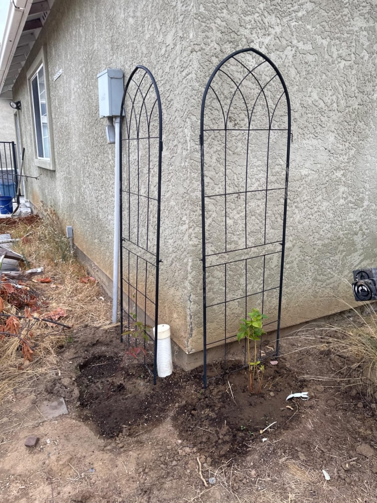 LZRS 2 Pack 71x20in Rustic Iron Arch Decoration Garden Trellis with Black Metal Coating - Perfect for Supporting Climbing Plants Outdoor, Roses, Vines, Flowers, and Vegetables. customer photo 2