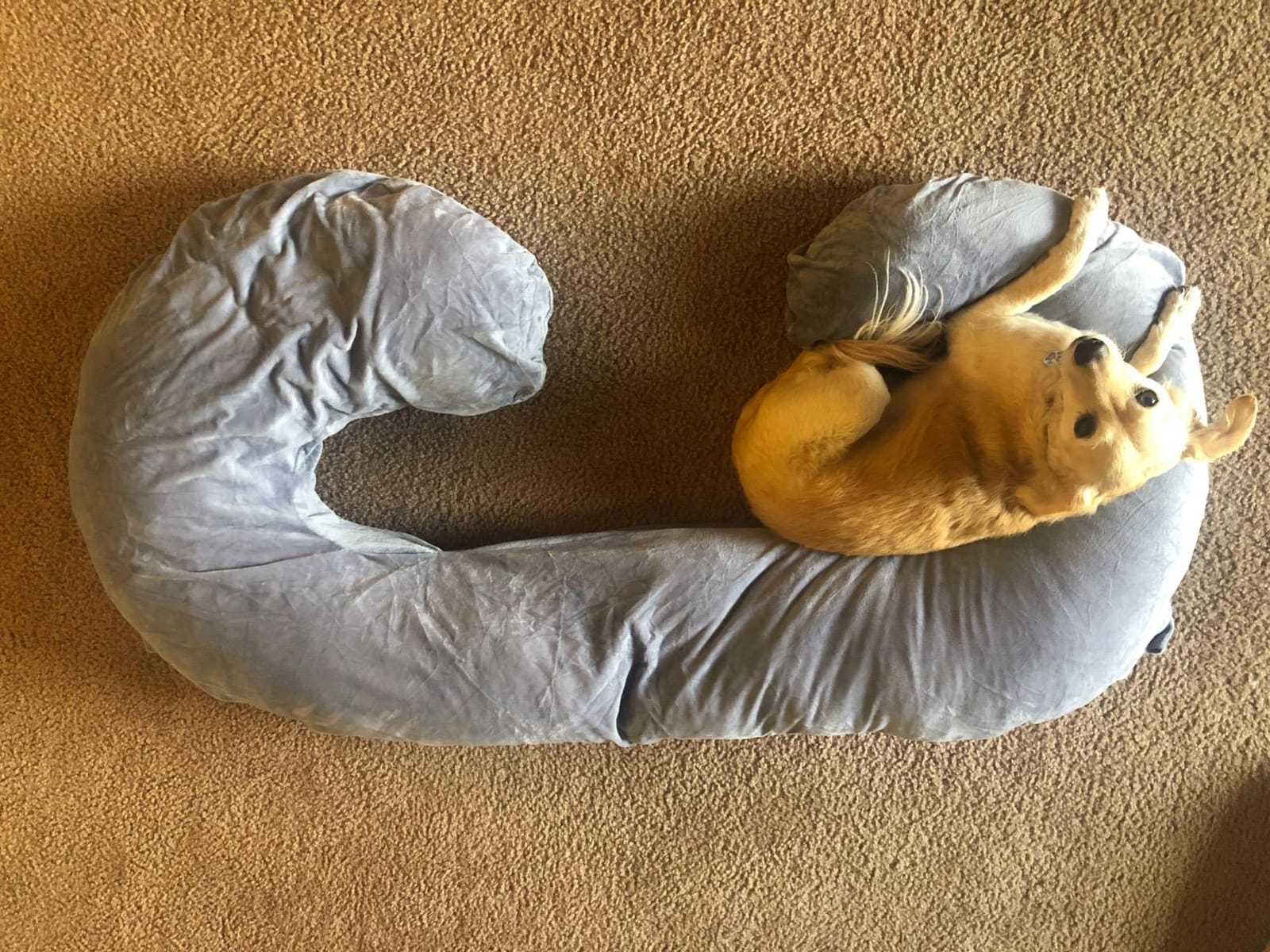 Chilling Home Pregnancy Pillows - U Shaped Maternity Pillow for Pregnant Women with Velvet Removable Cover - 55 inch Pregnancy Pillows for Sleeping - Body Pillows for Adults Full Support - Grey customer photo 1