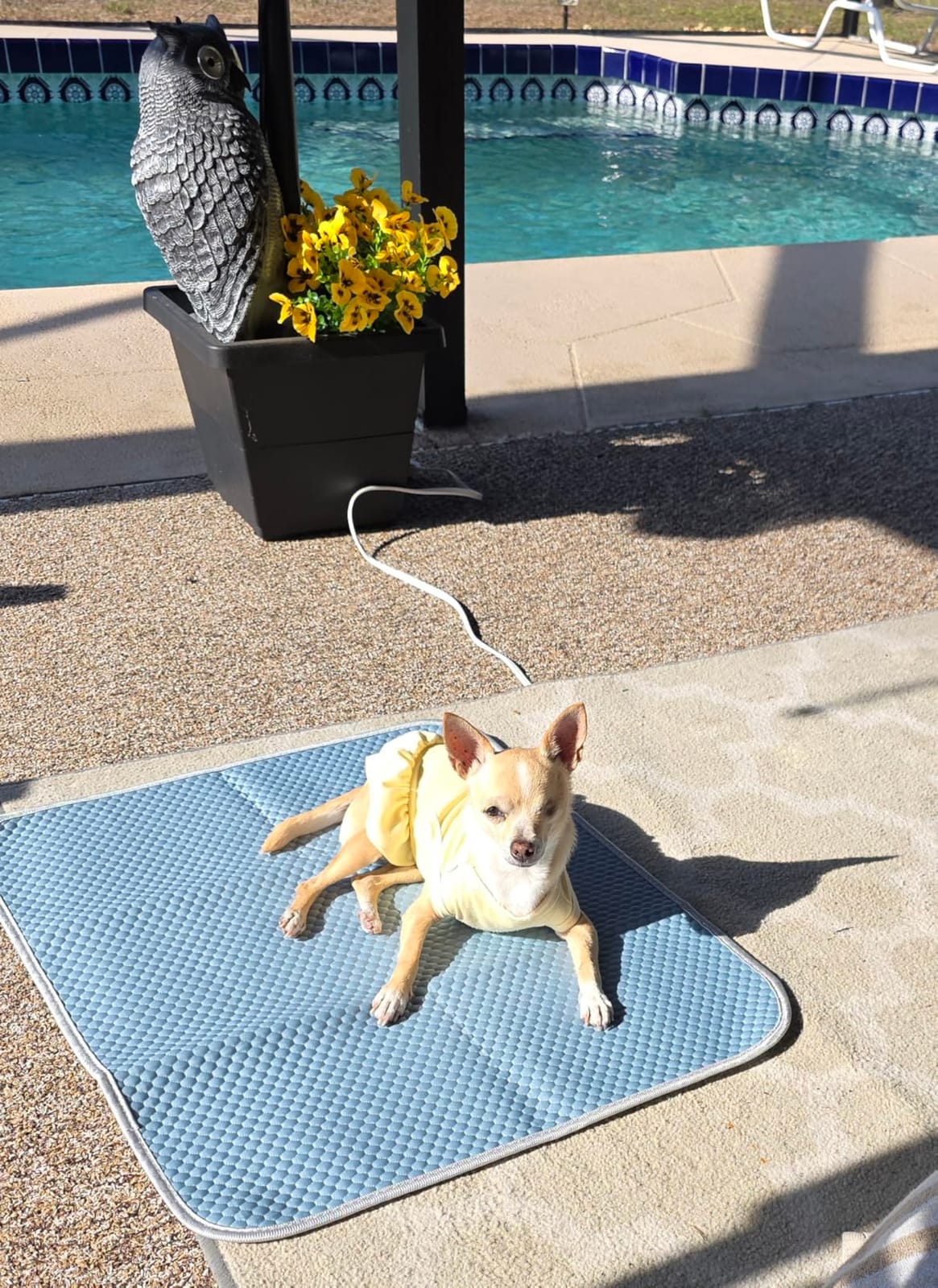 Buvlnee Summer Dog Cooling Mat, Washable Ice Silk Self Cool Pad for Small Medium Large Dogs and Cats, 24x18in Pet Sleeping Pad for Crate, Bed, Indoor & Outdoor Floor, Car Seats customer photo 1