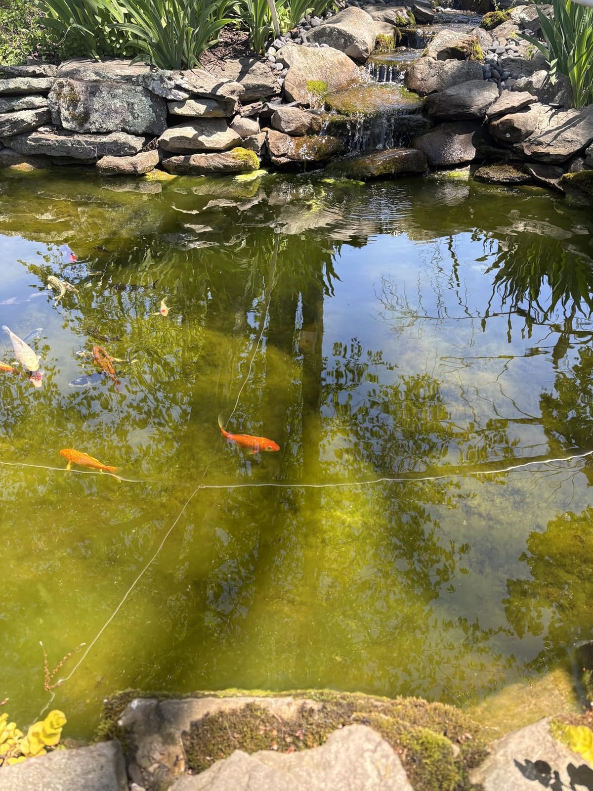 18W Aquarium UV Light for 100-1000 Gallon, UV Pond Water Clarifier for Koi Pond, Swimming Pool, Spa, Large Fish Tank, Cold Plunge UV Light for Pond Algae Control customer photo 1