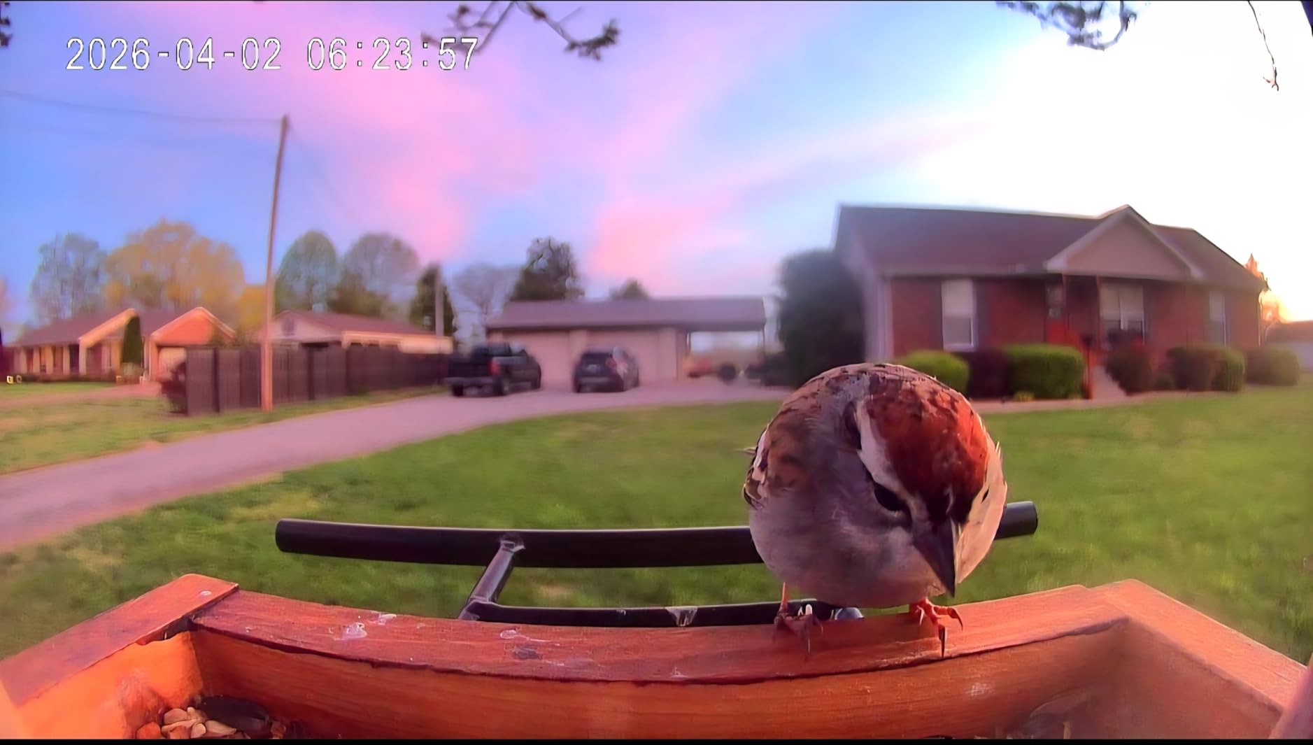 Bird Feeder with Camera, Upgraded 1.5L Smart Birdhouse Al Identify for 10000 Plus Species, Auto Capture & Real-time Notifications, Ideal Gift for Bird Lovers (Iron Roof) customer photo 2