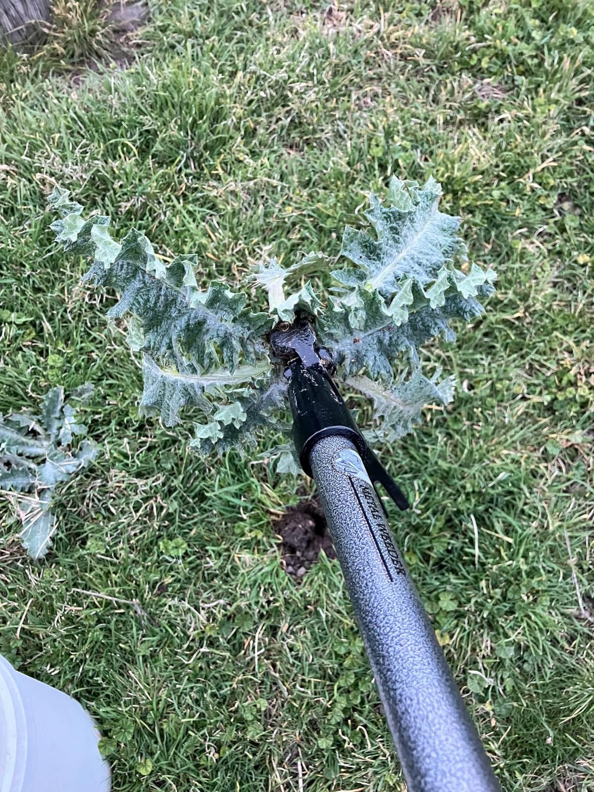 Grampa's Weeder Stand Up Weed Puller Tool with Heavy-Duty Steel Handle | 4-Claw Steel Head customer photo 1