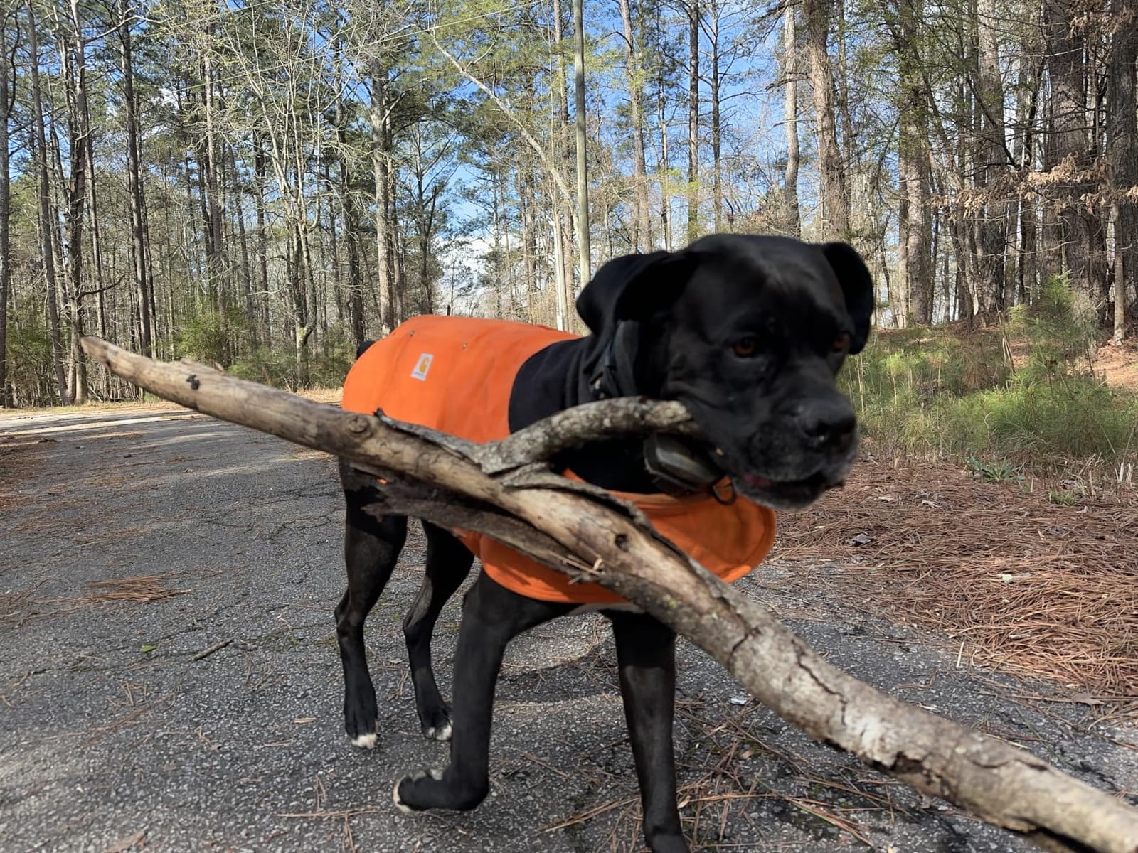 Carhartt Firm Duck Insulated Dog Chore Coat Black L | Durable Weather Resistant Jacket for Cold and Windy Conditions customer photo 1