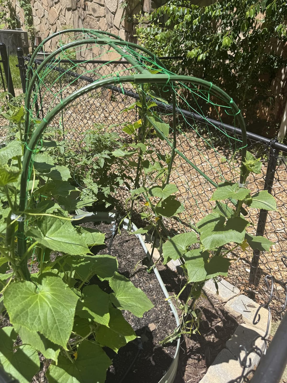 Cucumber Trellis for Raised Bed, U-Shape Garden Trellis for Climbing Plants Outdoor, Metal Arch Vegetables Trellis, Plant Support for Vine (Green, 47.2x47.2 X21.6) customer photo 2