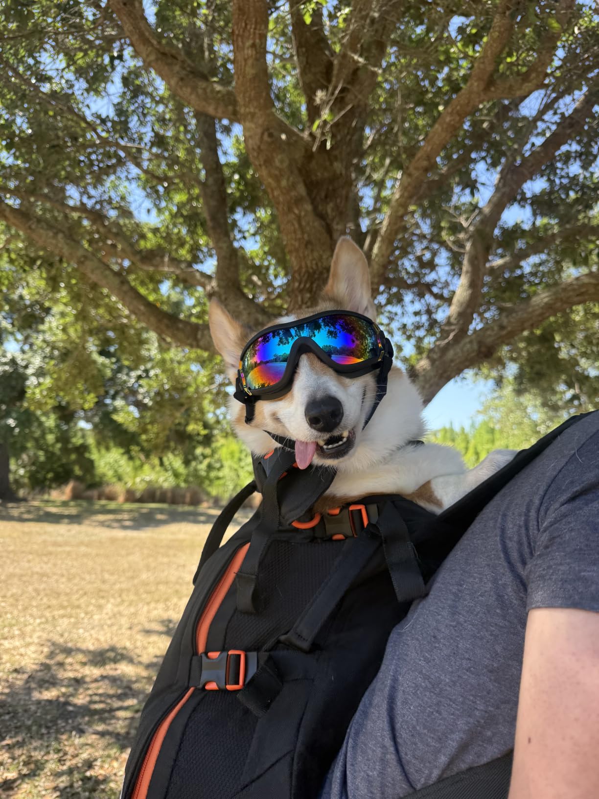 Little Chonk Maxine One Dog Backpack Carrier for Medium Dogs (Gray) | Adjustable & Ergonomic Pet Carrier, Built to be Safer, Hands Free Travel & Hiking, Front Facing customer photo 2