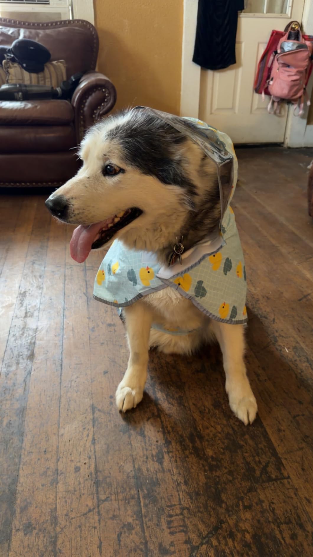 SlowTon Dog Raincoat, Waterproof Dog Rain Jacket with Clear Hooded, DK XL | Adjustable Poncho with Double Layer, Leash Hole, Reflective Strip Straps and Storage Pocket for Small Medium Large Dogs customer photo 2