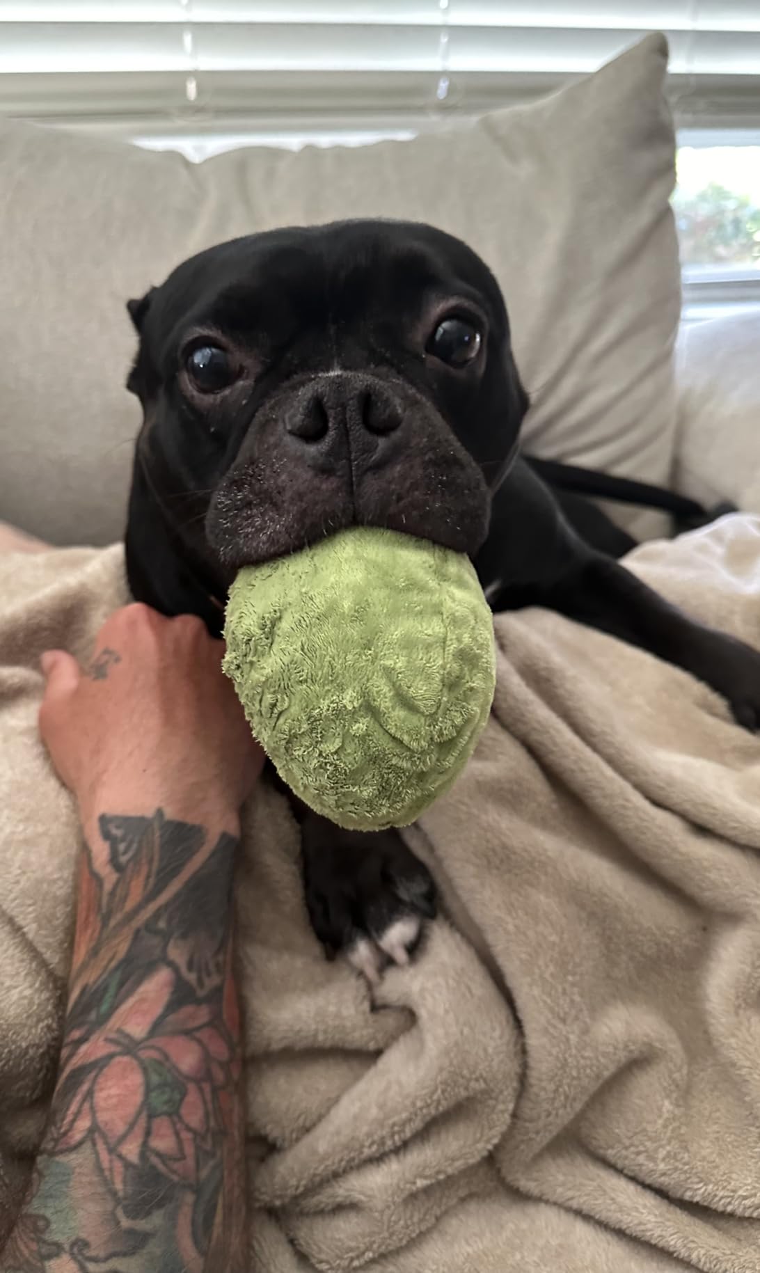 Barkbox 2 in 1 Interactive Plush Dog Toy - Rip and Reveal Toy for Dogs and Puppies - Stimulating Squeaky Pet Toys | Prickly Pete (Small) customer photo 2