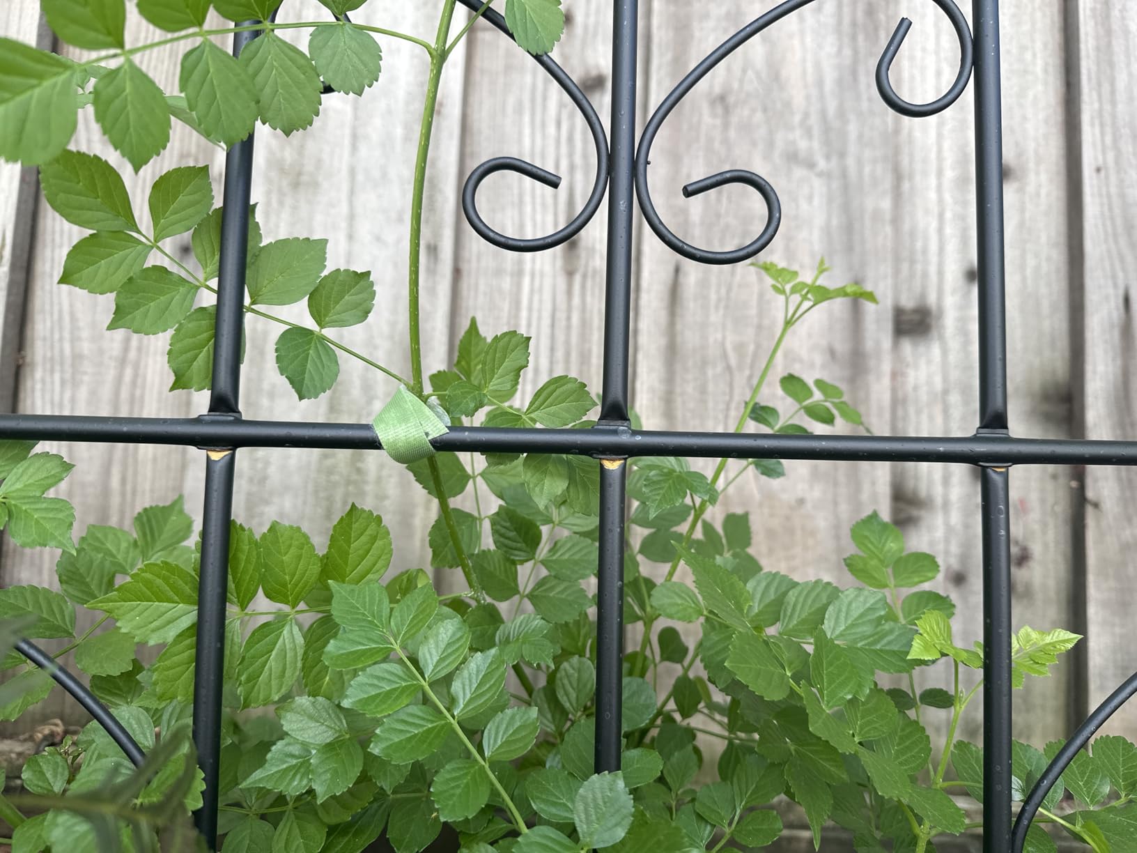 Lorenzo 2 Pcs 70 x 20 Inch Rustic Iron Garden Trellis for Climbing Plants Outdoor, Black Metal Arch Decoration Plant Supporting Perfect for Roses Flower Cucumbers Courtyards Lawns Clematis customer photo 2