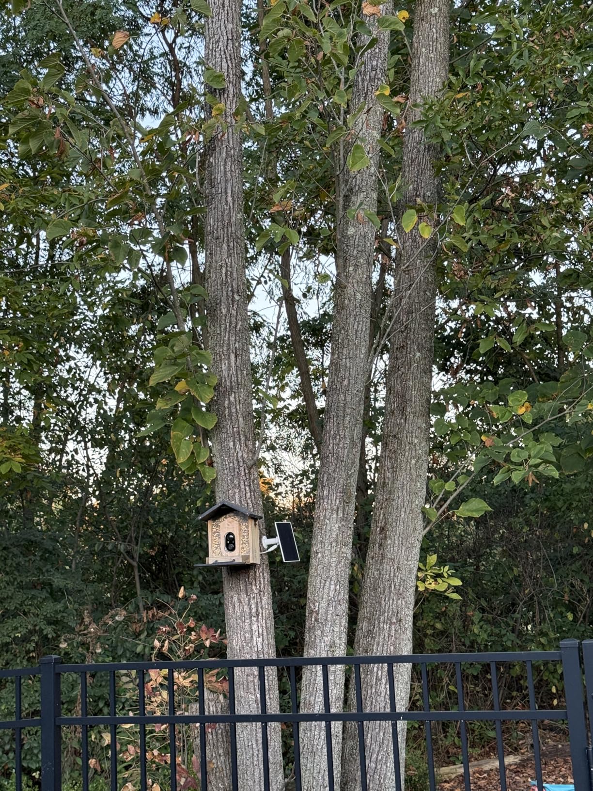 Bird Feeder with Camera Solar Powered, Upgraded 1.5L Smart Bird Feeder Camera for Bird Watching, Auto Capture & Instant Real-time Notifications, Ideal Gift for Bird Lovers customer photo 2