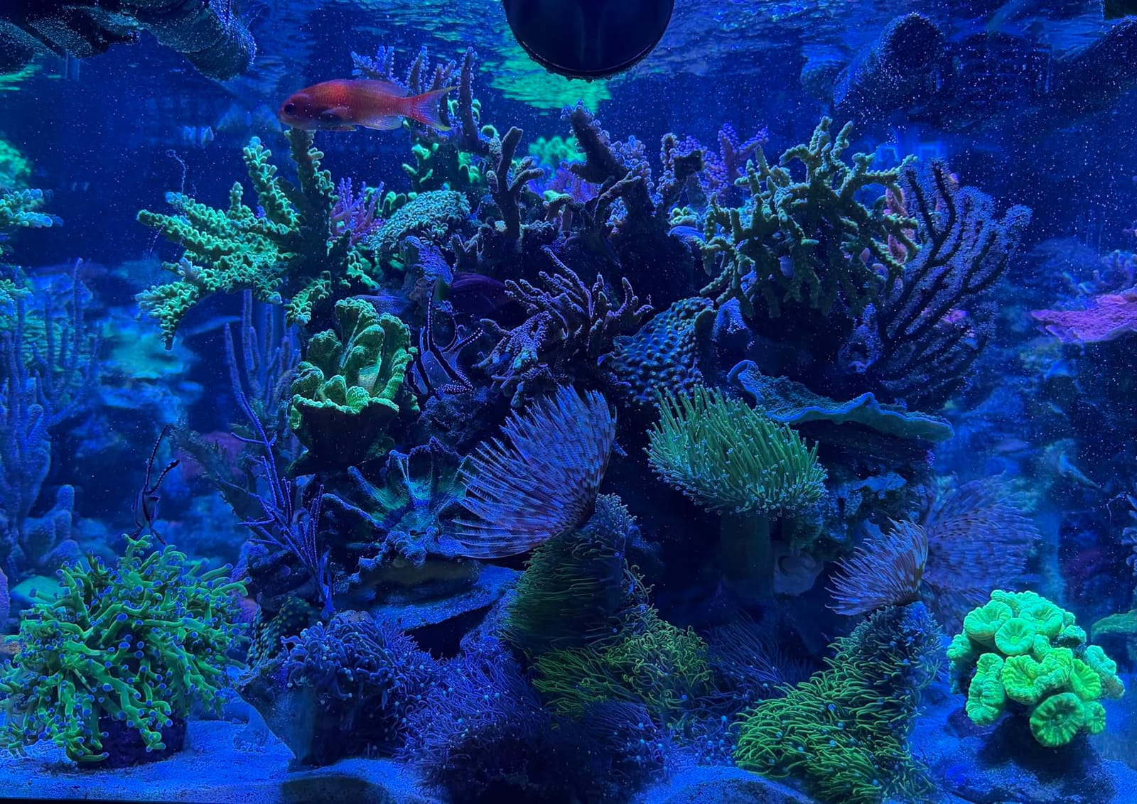 NICREW HyperReef 200 Gen 2 Reef LED Light, 200W Reef Aquarium Lighting customer photo 1
