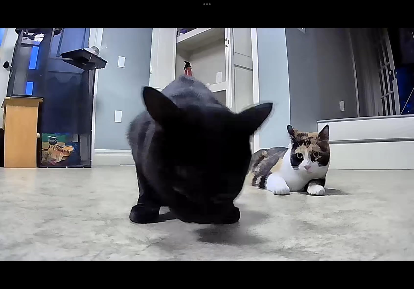 Pet Camera Robot with Treat Dispenser & Laser, Moving Cat Robot Camera for Dogs and Cats with Two-Way Audio, App Remote Control, Auto Recharge, Night Vision - BQ70 customer photo 2