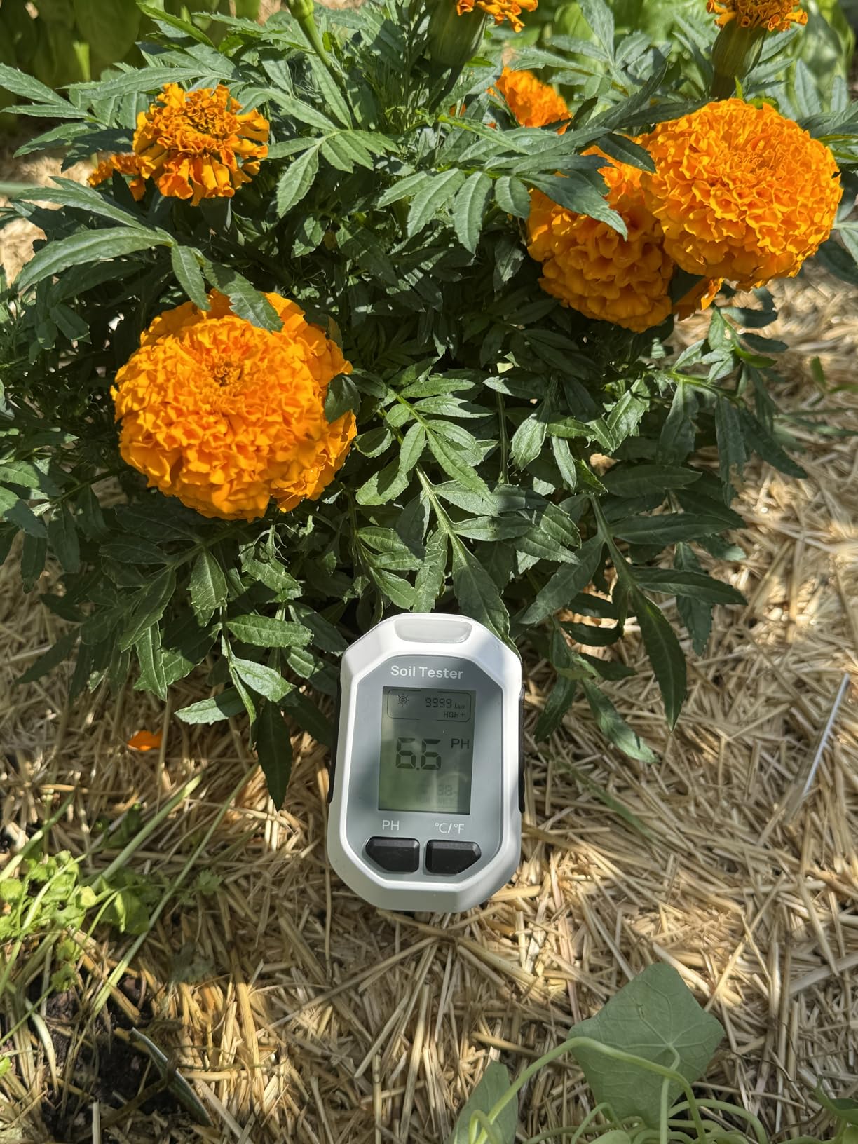 YAMRON 4-in-1 Soil Moisture Meter Digital Plant Temperature/Soil Moisture/pH Meter/Sunlight Intensity Backlight LCD Display Soil Test Meter for Gardening, Farming and Outdoor Plants customer photo 1