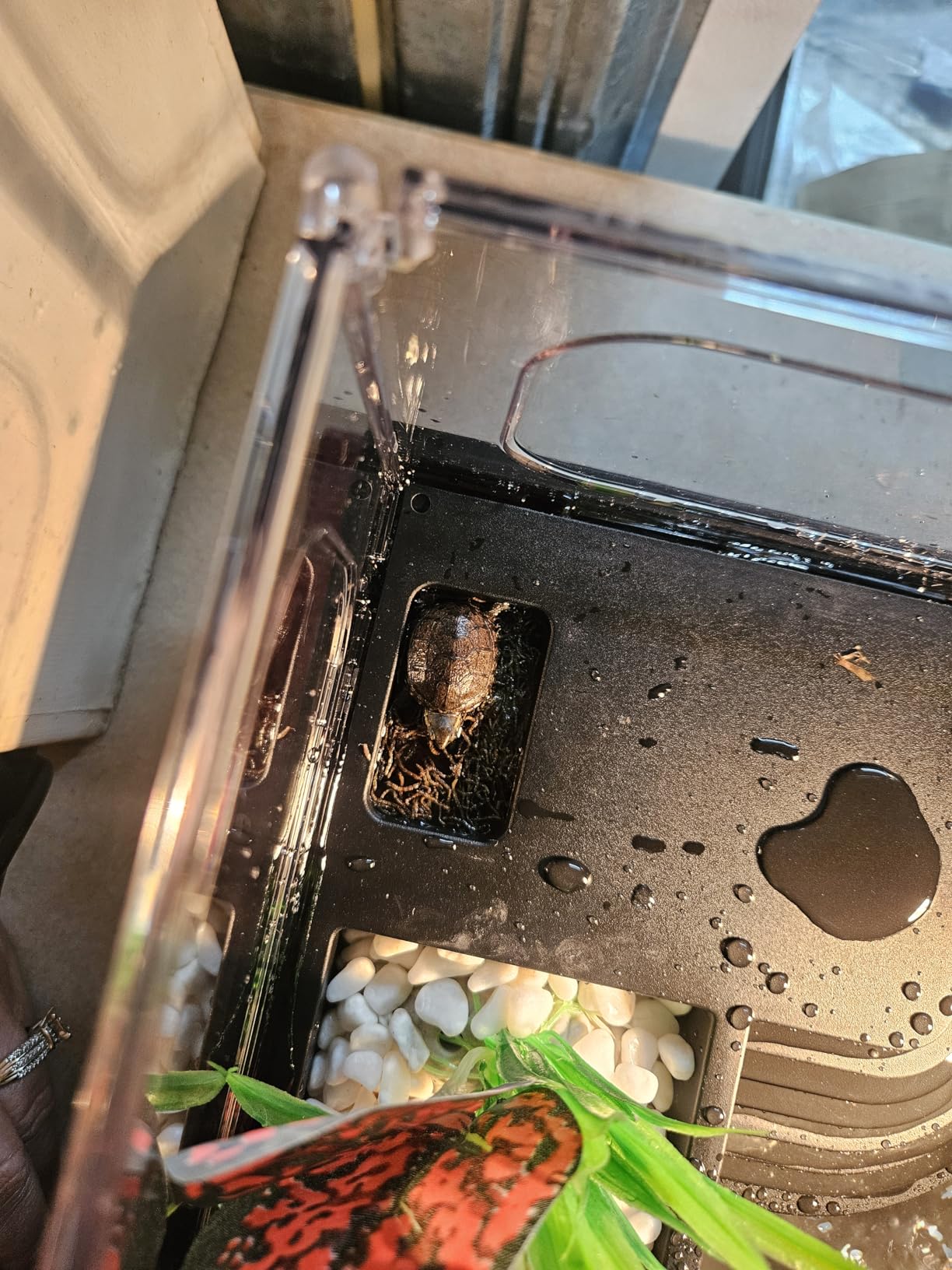 GOZILLA Small Turtle Tank Kit(Tank+Lamp+Filter), Acrylic Turtle Starter Kit with Adjustable Lamp, Reptile Habitat and Terrarium with Multi-Functional Areas for Small Reptiles. (Black Kit) customer photo 1