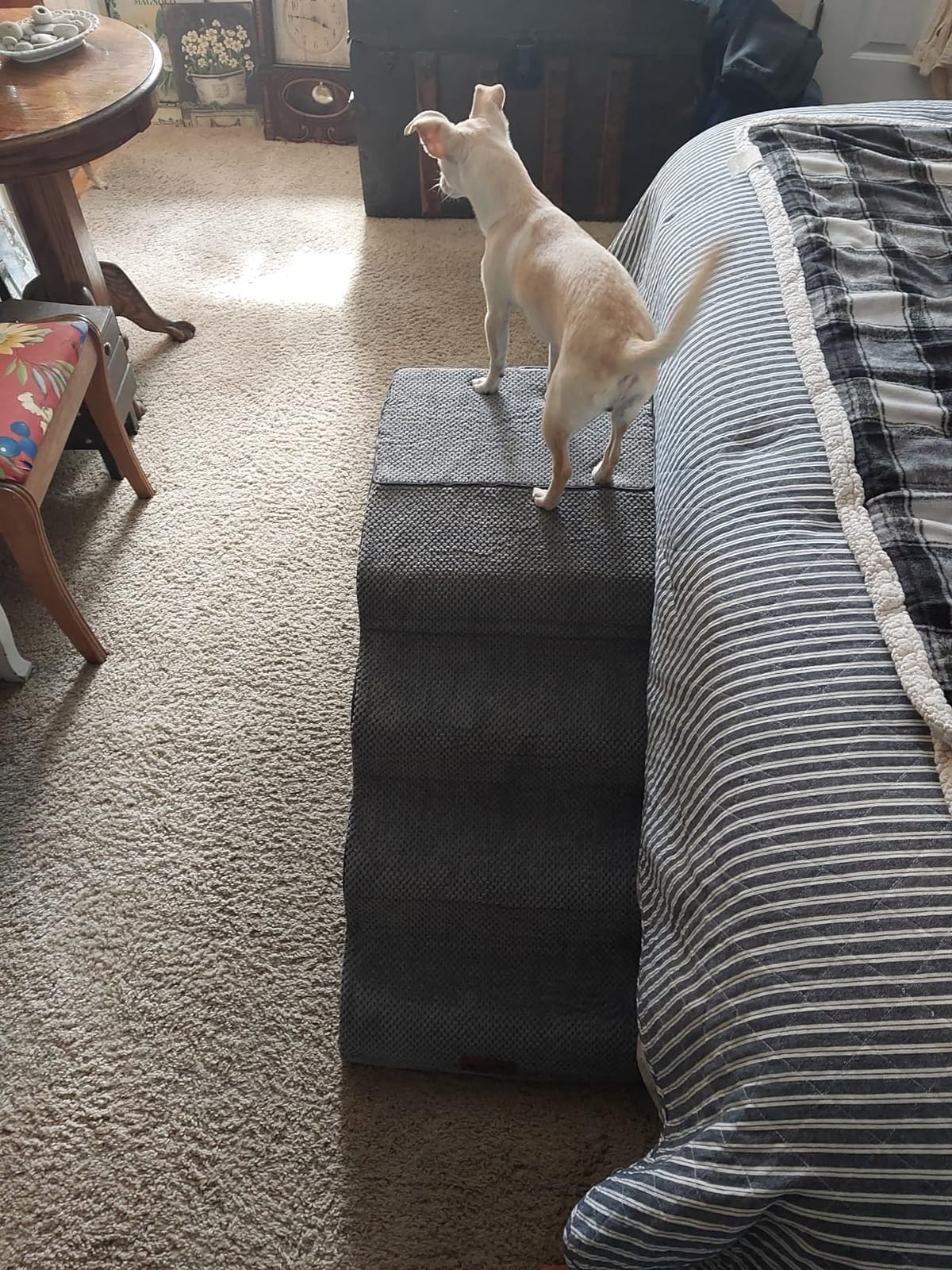 ZOMISIA Dog Ramp for High Beds with Tunnel, 29