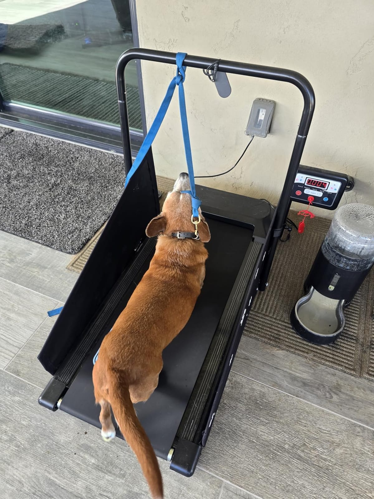 CIIHI Dog Treadmill for Medium Small Dogs - 265lbs Weight Capacity Pet Running Machine with 360 Rotatable Display - 2 in 1 Treadmill for Pet Fitness with Move Wheels and Remote Control customer photo 1