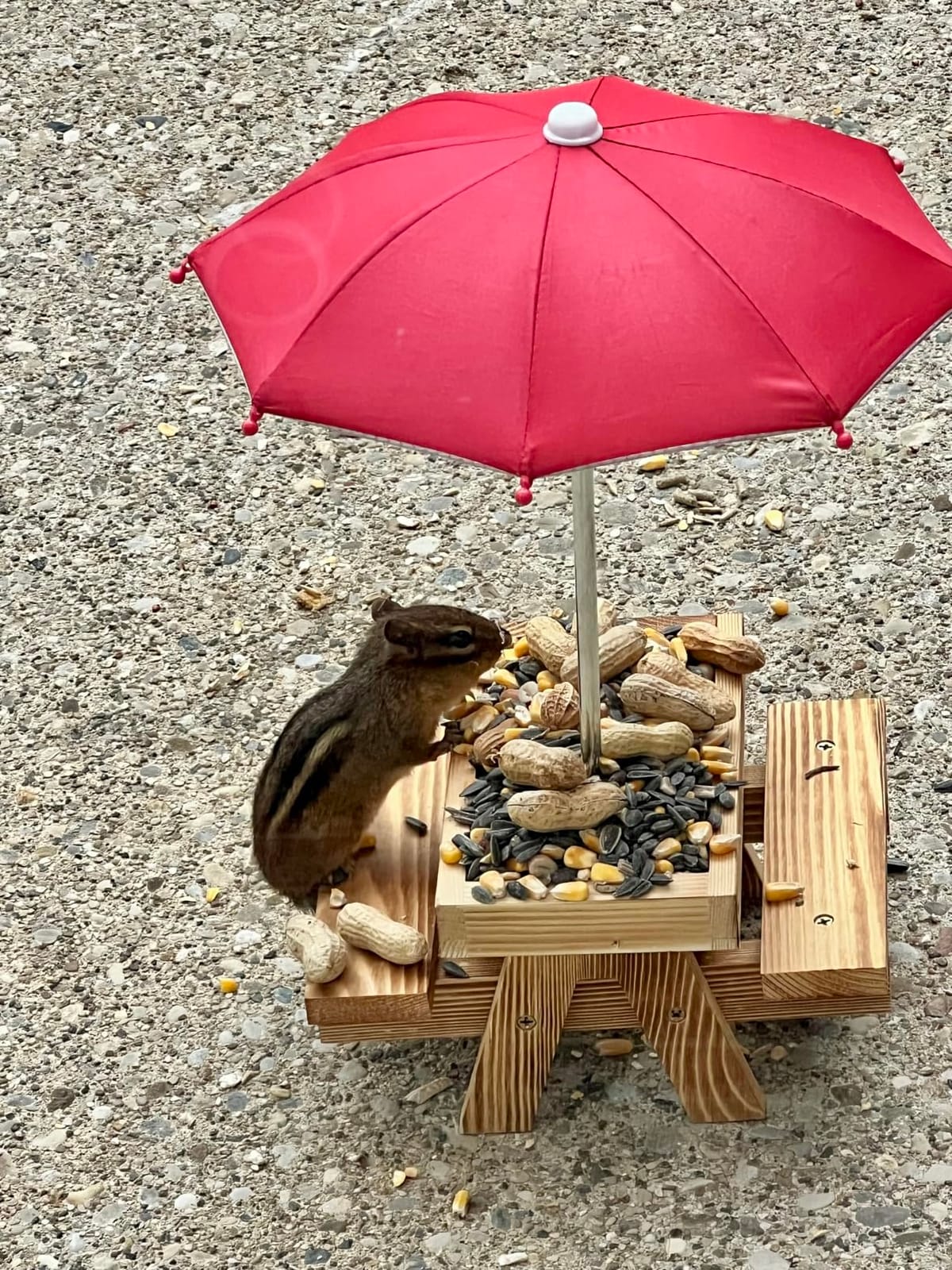 Gnodary Squirrel Feeder with Umbrella, Squirrel Feeders for Outside, Squirrel Picnic Table Feeder - Chipmunk Feeder Hold Corn, Corn Cob, Peanuts (Bright-Red) customer photo 1