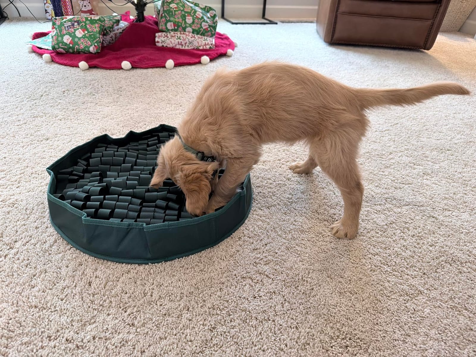 Reggie Snuffle Mat for Dogs, Calming Support, Reducing Speed Eating, Mental Stimulation, 20'' Large Diameter, Hunter Green customer photo 2