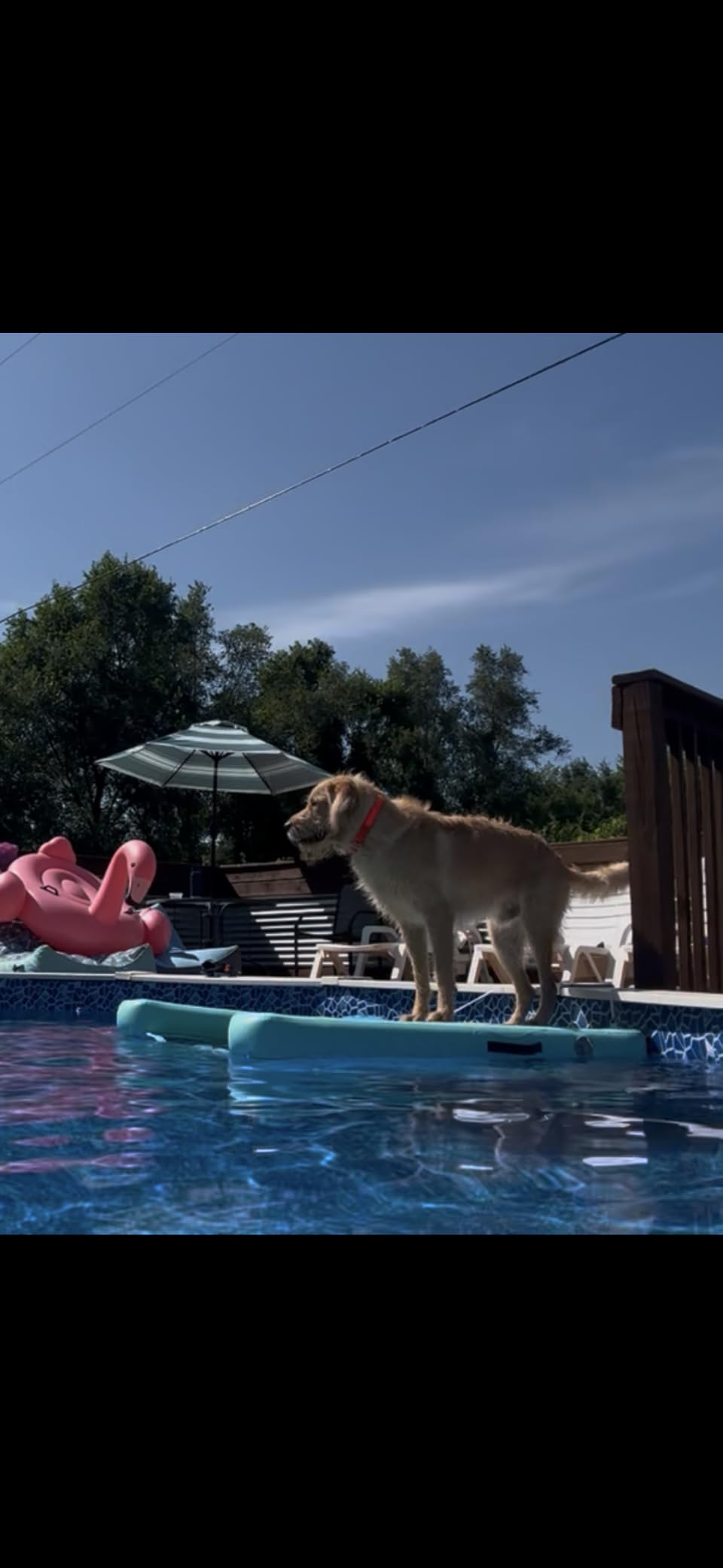 Inflatable Large Dog Water Ramp Float Floating Ramp-Swimming Pets Up to 200 Pounds Large Dogs-Inflatable Stairs for Boats, Docks, with Pump/Rope/Repair Kit - PVC Anti-Slip Fabric customer photo 2