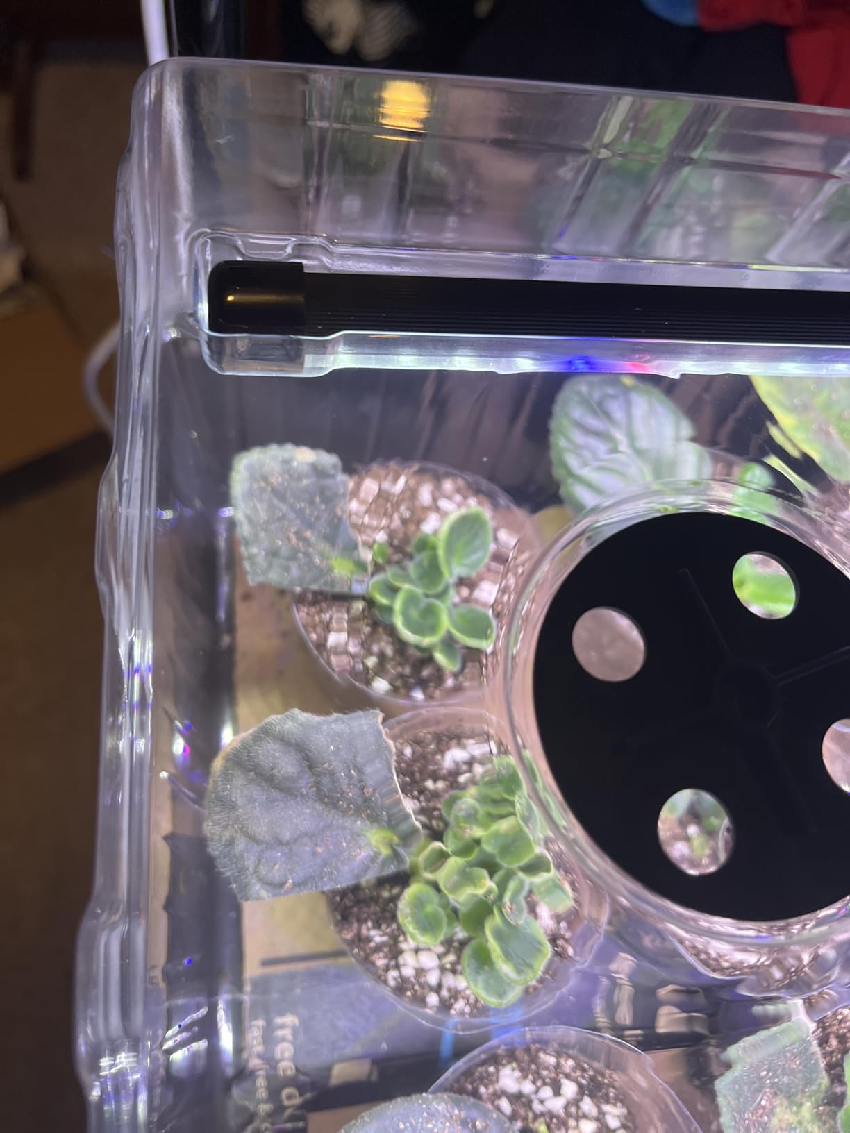 Patigrow 120-Cell Self-Watering Seed Starter Tray with Grow Light customer photo 2