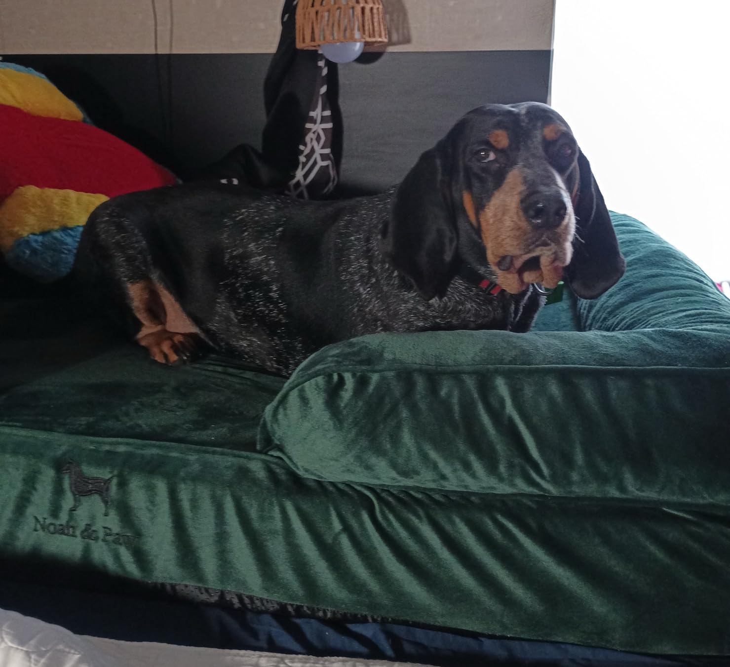 NOAH & PAW XL Dog Bed, 45x35x11 Inch, Orthopedic Large Dog Beds, Eggshell Memory Foam Infused with Cooling Gel, Inner Cover, Water Resistant, Machine Washable (Velvet Sofa Collection) customer photo 1