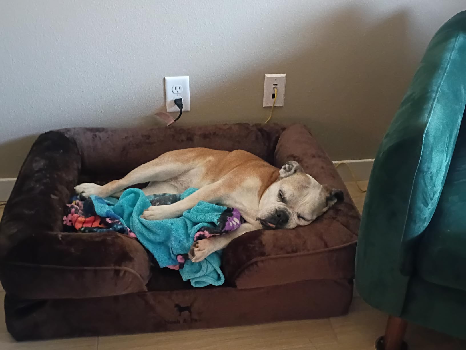 NOAH & PAW Giant Dog Bed XXL, 55x45x11 Inch, Orthopedic Dog Beds, Eggshell Memory Foam Infused with Cooling Gel, Inner Cover, Water Resistant, Machine Washable (Velvet Sofa Collection) customer photo 1