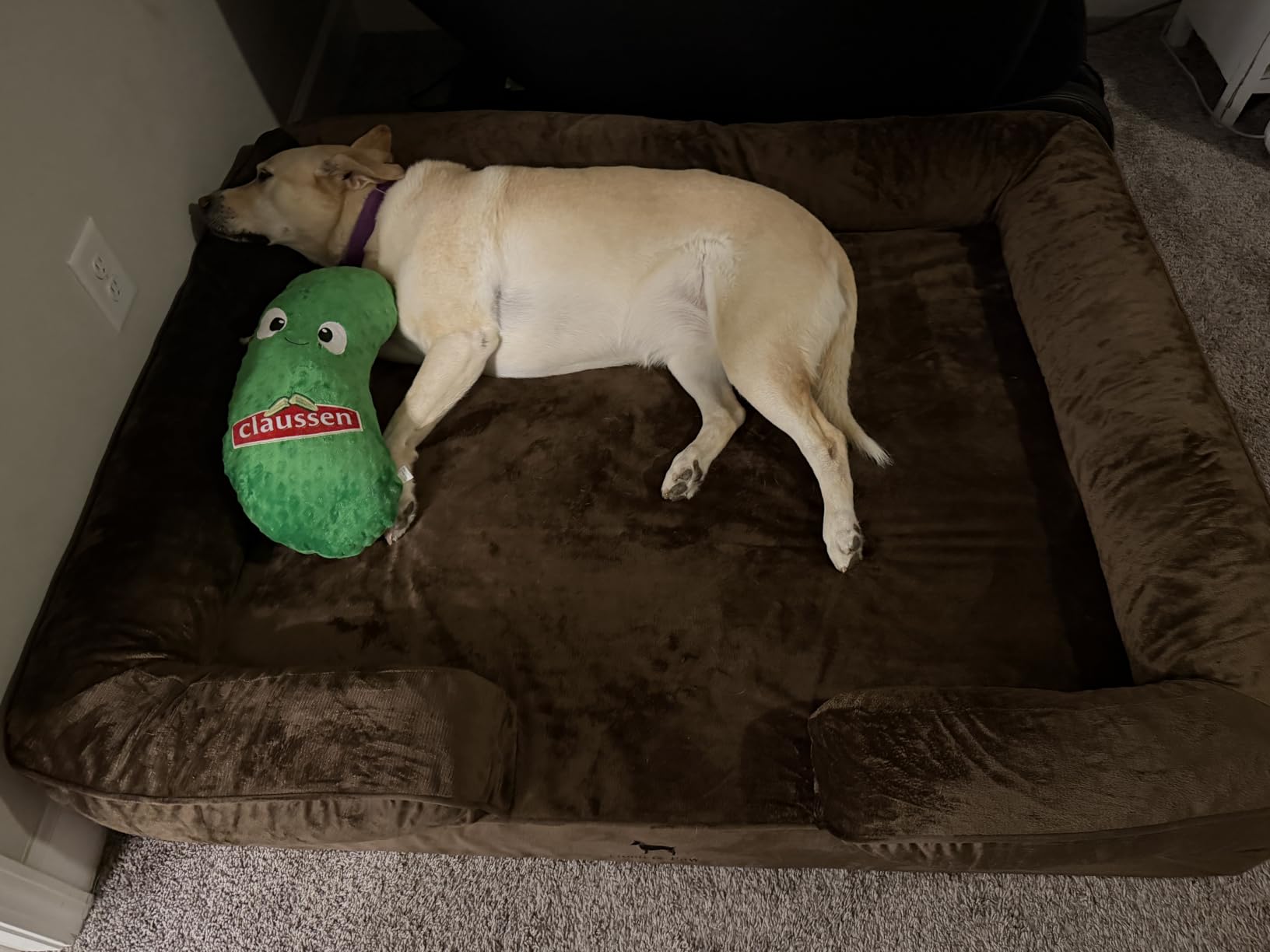 NOAH & PAW Giant Dog Bed XXL, 55x45x11 Inch, Orthopedic Dog Beds, Eggshell Memory Foam Infused with Cooling Gel, Inner Cover, Water Resistant, Machine Washable (Velvet Sofa Collection) customer photo 1