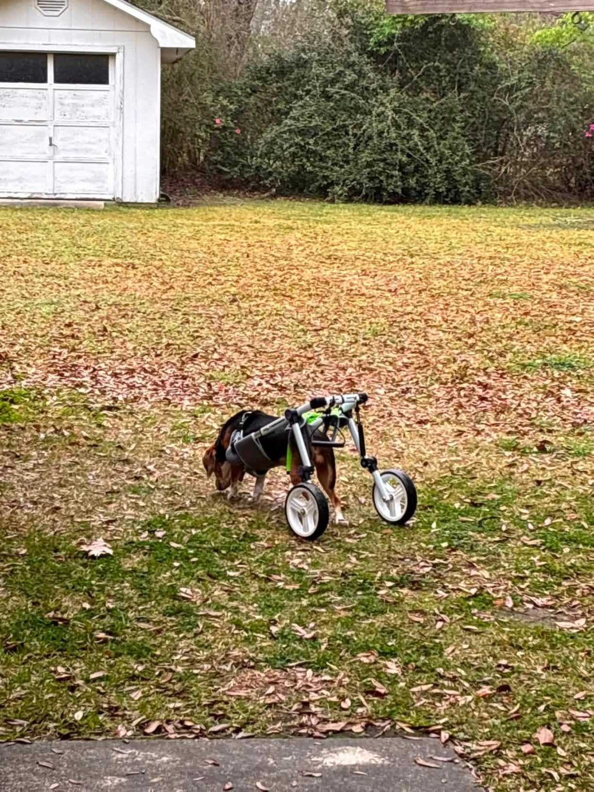Dog Wheelchair for Back Legs, Adjustable Mobility Cart for Dog customer photo 2
