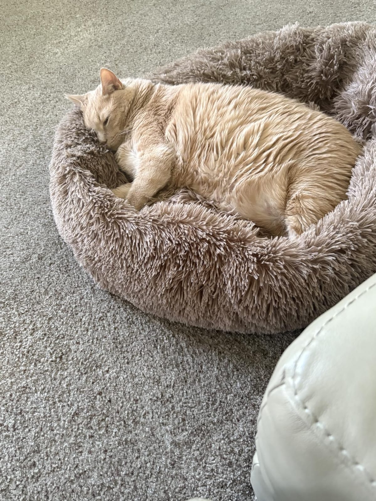 Dog Beds Large Sized Dog and Cats, 32in Pet Beds for Large Pet (Camel), Fluffy Faux Fur Round Cuddler, Anti-Anxiety, Anti-Slip Bottom, Pet Beds for Washable Indestructible Extra Large, Up to 45 LBS customer photo 2