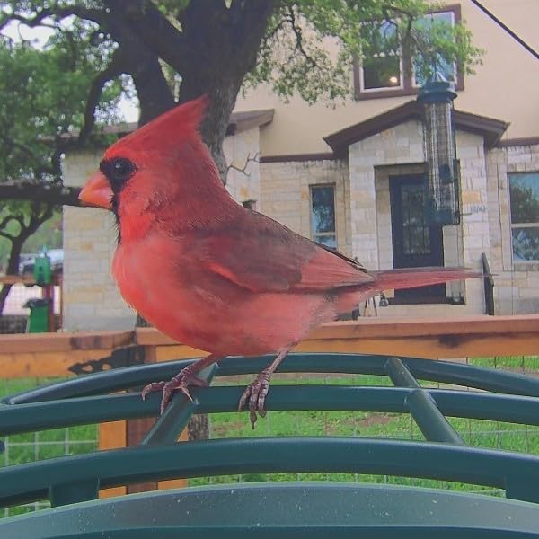 Smart Bird Feeder with 4K AI Camera Solar Powered | AI Identification Bird Species 10,000+, 4K Video Live Stream, 8MP Photos, Real-Time Bird Alert, Backyard Birdwatching Gift customer photo 1