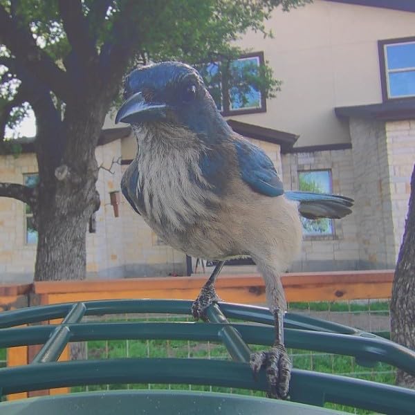 Smart Bird Feeder with 4K AI Camera Solar Powered | AI Identification Bird Species 10,000+, 4K Video Live Stream, 8MP Photos, Real-Time Bird Alert, Backyard Birdwatching Gift customer photo 2