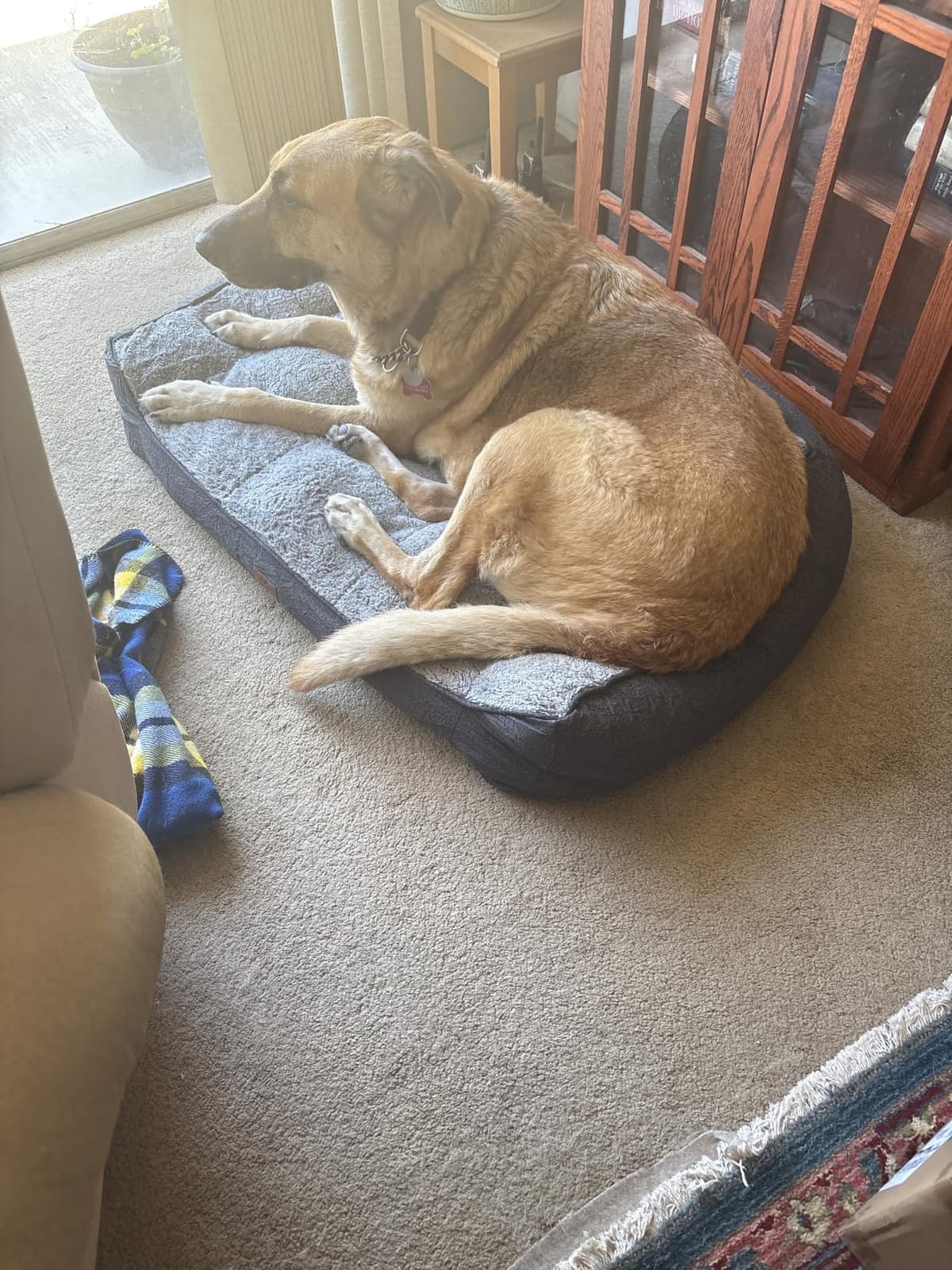Bedsure SupportMax Extra Thick Orthopedic XL Dog Beds Large Sized Dog | 42