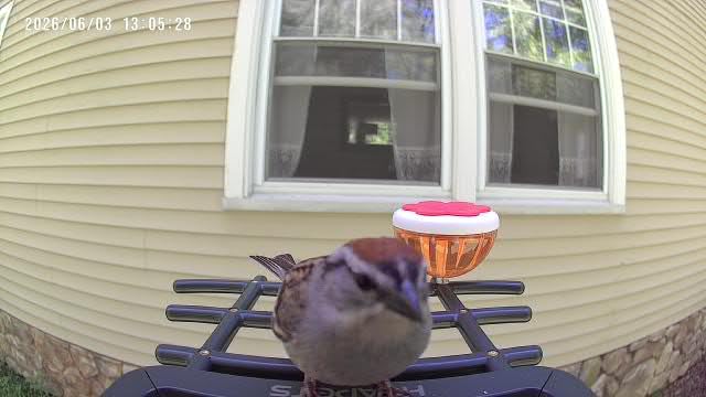 Smart Bird Feeder with Camera Solar Powered 2K HD Video, 10,000+ Species AI Recognition, Real-Time App Alerts, and Weatherproof Design for Effortless Birdwatching, Gift for Bird Lovers, Green Brown customer photo 1