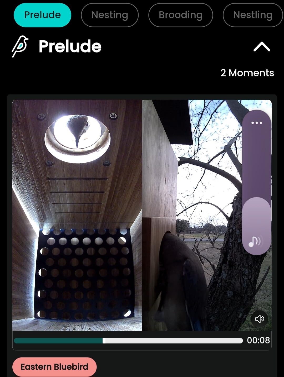 Birdfy Smart Bird House with Dual 1080P Cameras, Lifetime Free AI Bird ID customer photo 1
