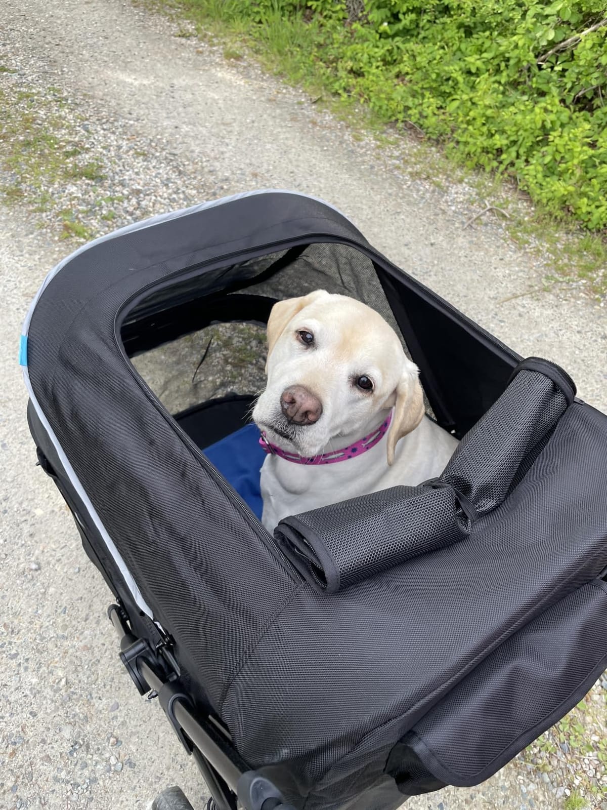 Zoosky Pet Stroller for Large Dogs up to 110lbs, Large Pet Stroller | Multiple Pets(31