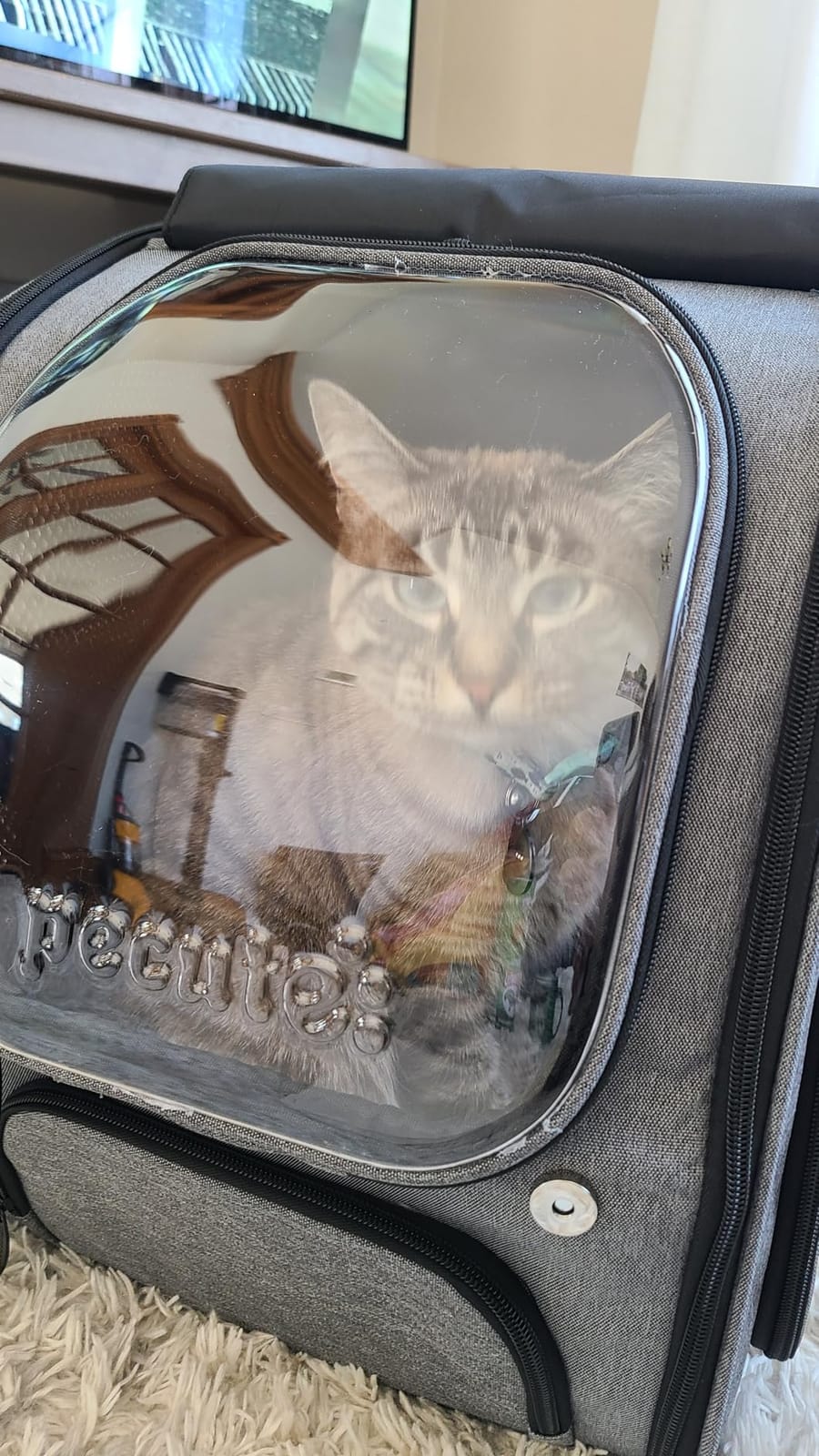 Pecute Cat Backpack Carrier,Large Space Cat Bubble Backpack,Ergonomic,Gray | Sunshade Curtain Backpack for Small Dogs,Safety Rope,Sturdy,Large Mesh for Breathability,Suitable for Outdoor,Vet customer photo 2