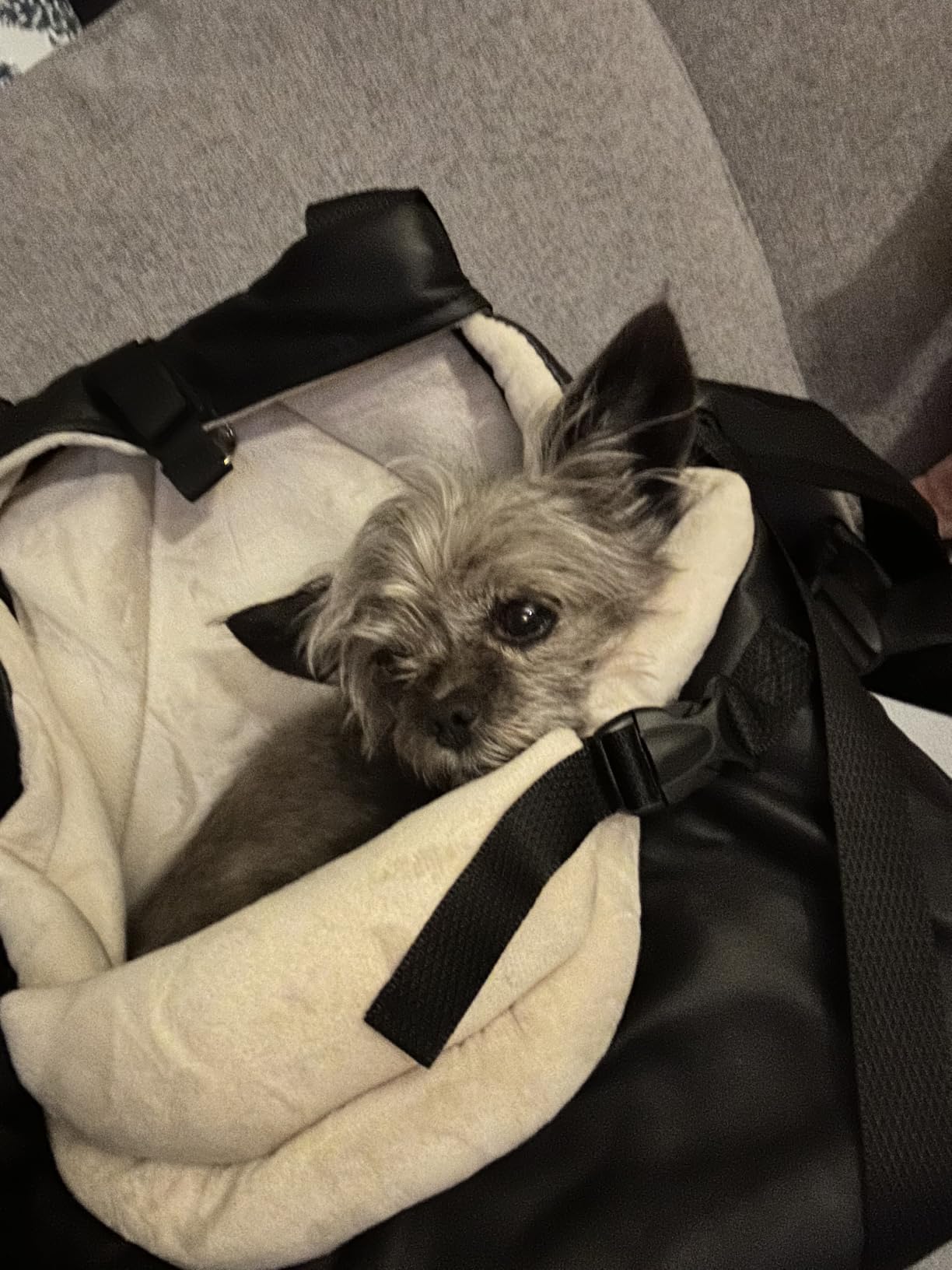 WOYYHO Luxurious Dog Booster Car Seat for Tiny Dogs up to 7 lbs | Vegan Leather Pet Car Seat, with Safety Belt, Soft Flannel Liner, for Teacup Yorkie, Chihuahua, Maltese, Small Pets, Gray customer photo 2