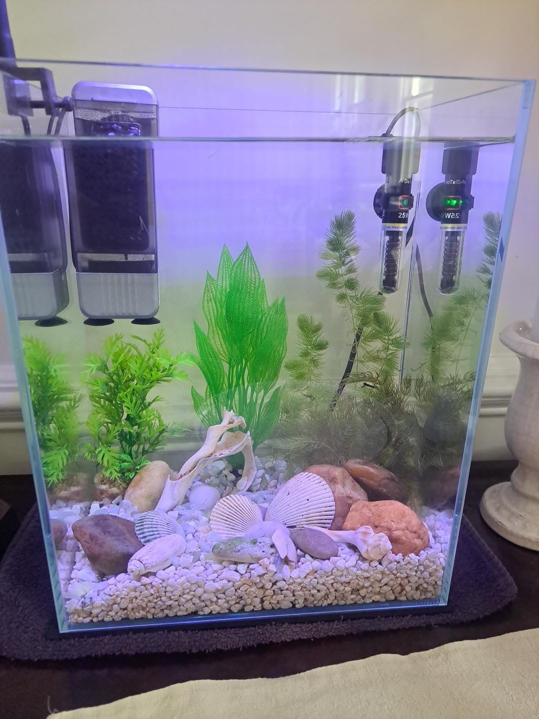 Vimvins 2 Gallon Glass Fish Tank, Easy to Maintain Small Aquarium for Betta/Snails/Shrimp and Aquatic Planting. customer photo 1