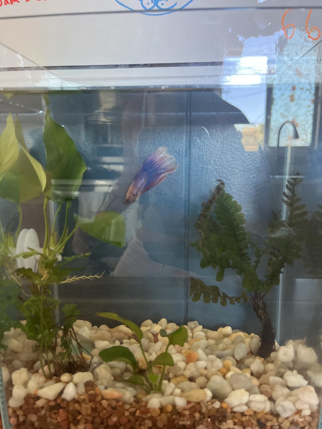 Vimvins 2 Gallon Glass Fish Tank, Easy to Maintain Small Aquarium for Betta/Snails/Shrimp and Aquatic Planting. customer photo 2