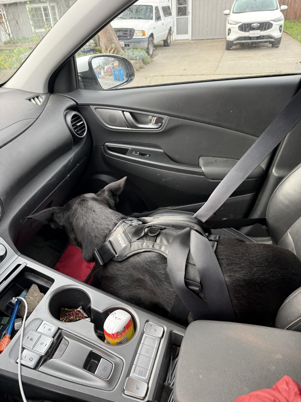Thule Cappy Dog Harness L, Seatbelt Passthrough, Leash Loop, Step-in Design customer photo 1