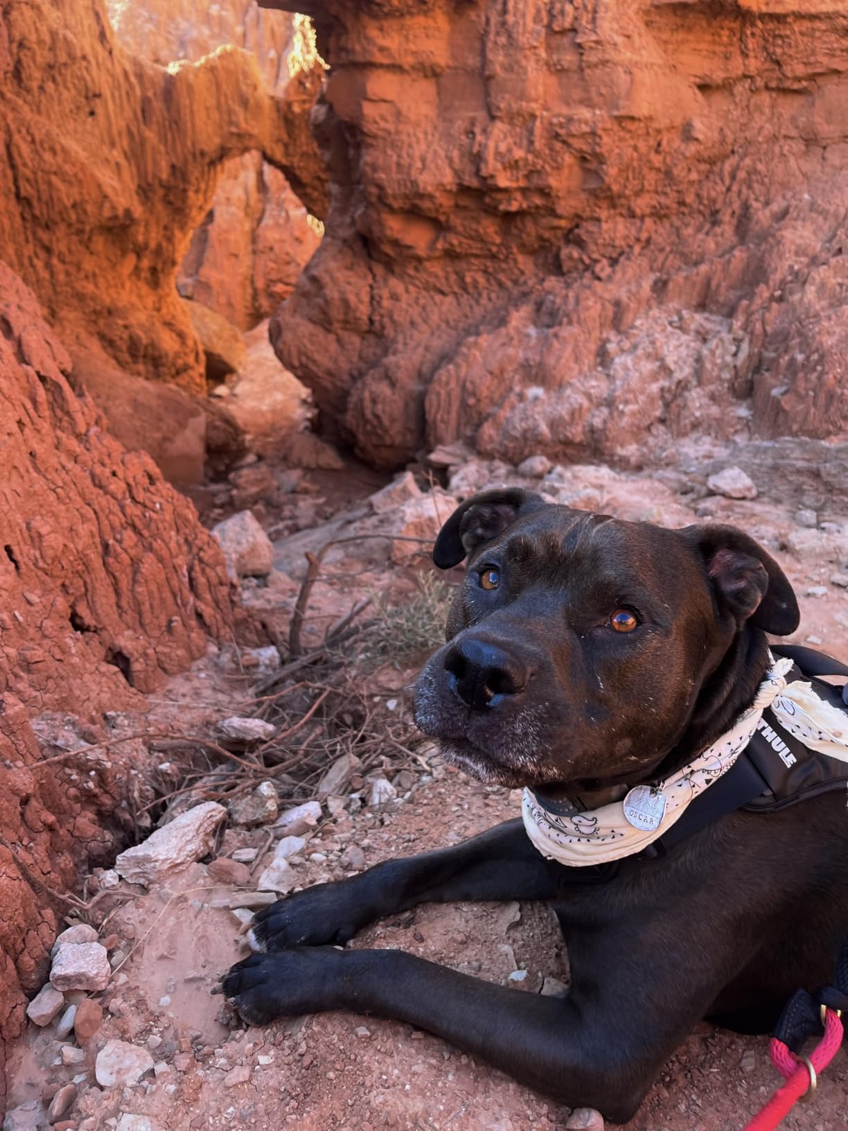 Thule Cappy Dog Harness L, Seatbelt Passthrough, Leash Loop, Step-in Design customer photo 2