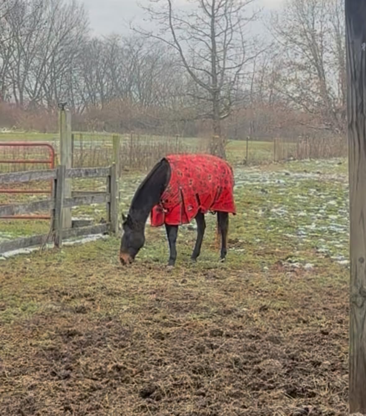 WeatherBeeta ComFiTec Essential Turnout 220g, Rodeo Print, 75