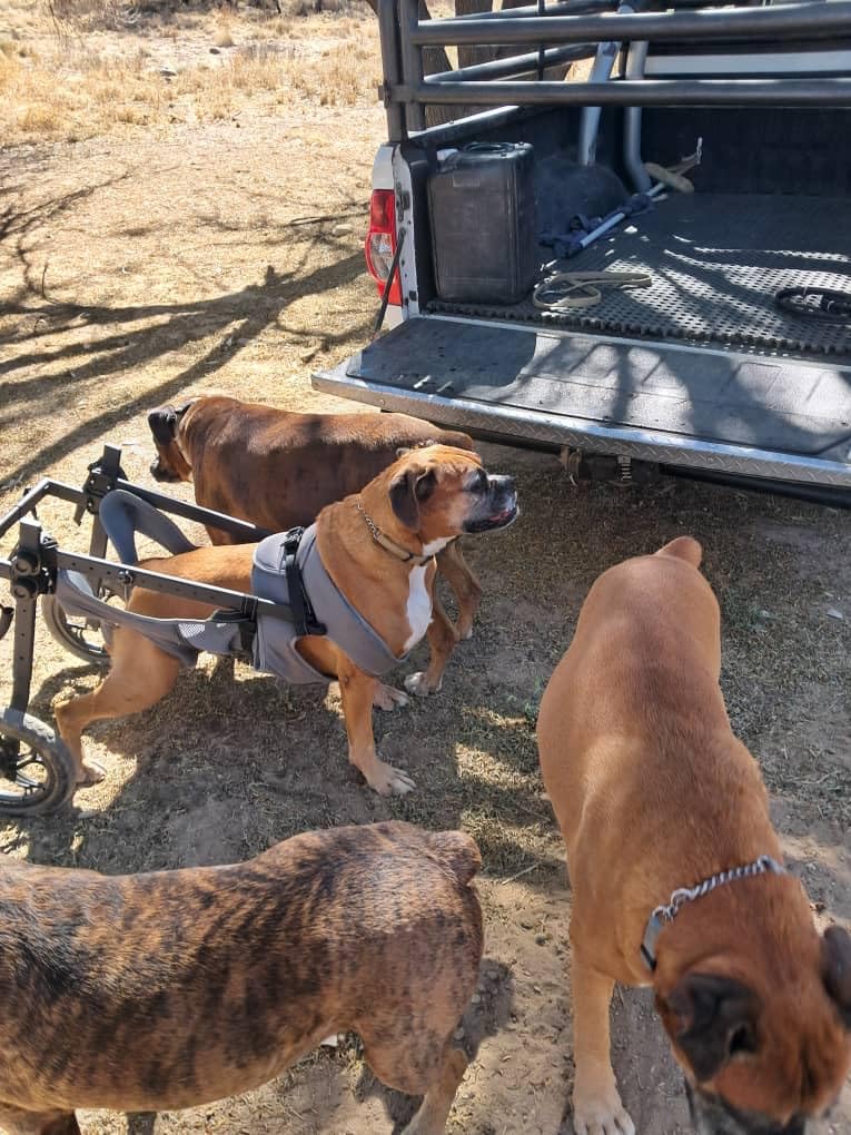 Adjustable Small Dog Wheelchair for Back Legs, Upgraded 5.5in Textured Wheel, Disabled Pets, Leg Brace, Mobility Aid for Small Pets, Hind Limb Rehabilitation, Older, Disabled (S (Chest 13.4-17.7in)) customer photo 1