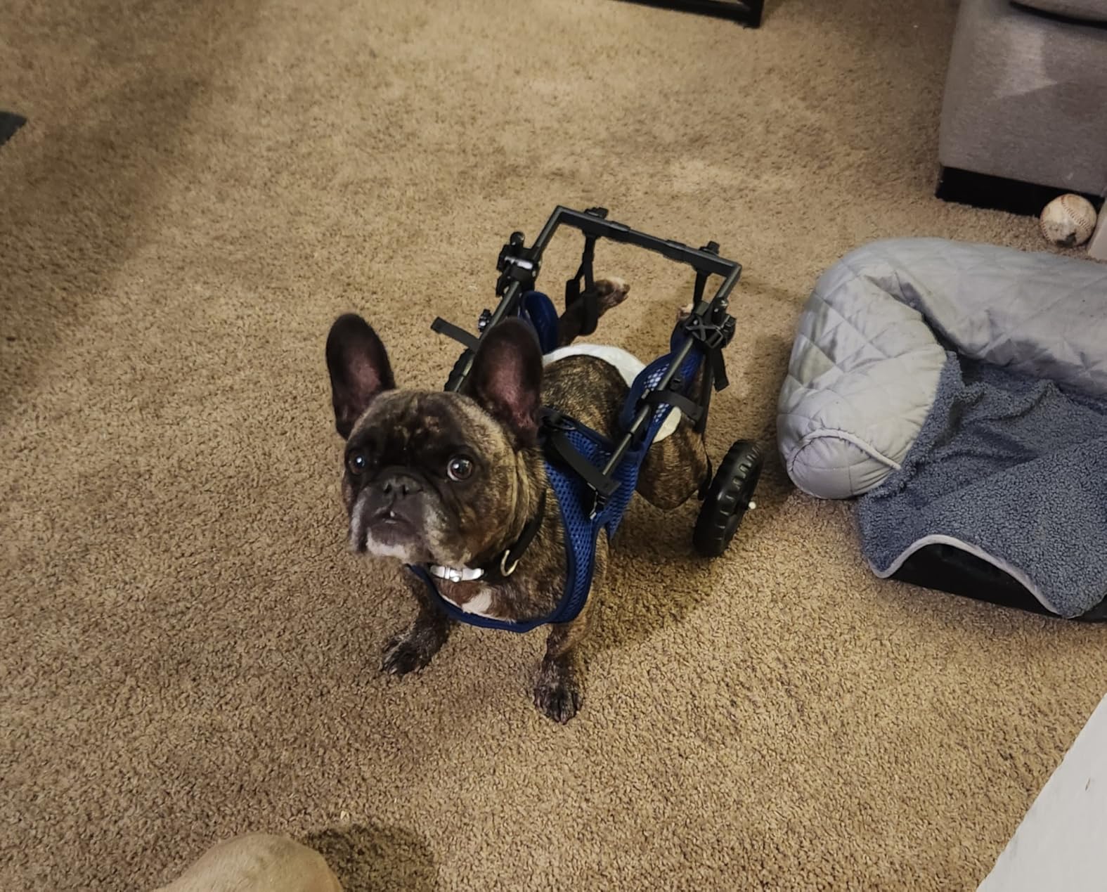 Adjustable Small Dog Wheelchair for Back Legs, Upgraded 5.5in Textured Wheel, Disabled Pets, Leg Brace, Mobility Aid for Small Pets, Hind Limb Rehabilitation, Older, Disabled (S (Chest 13.4-17.7in)) customer photo 2