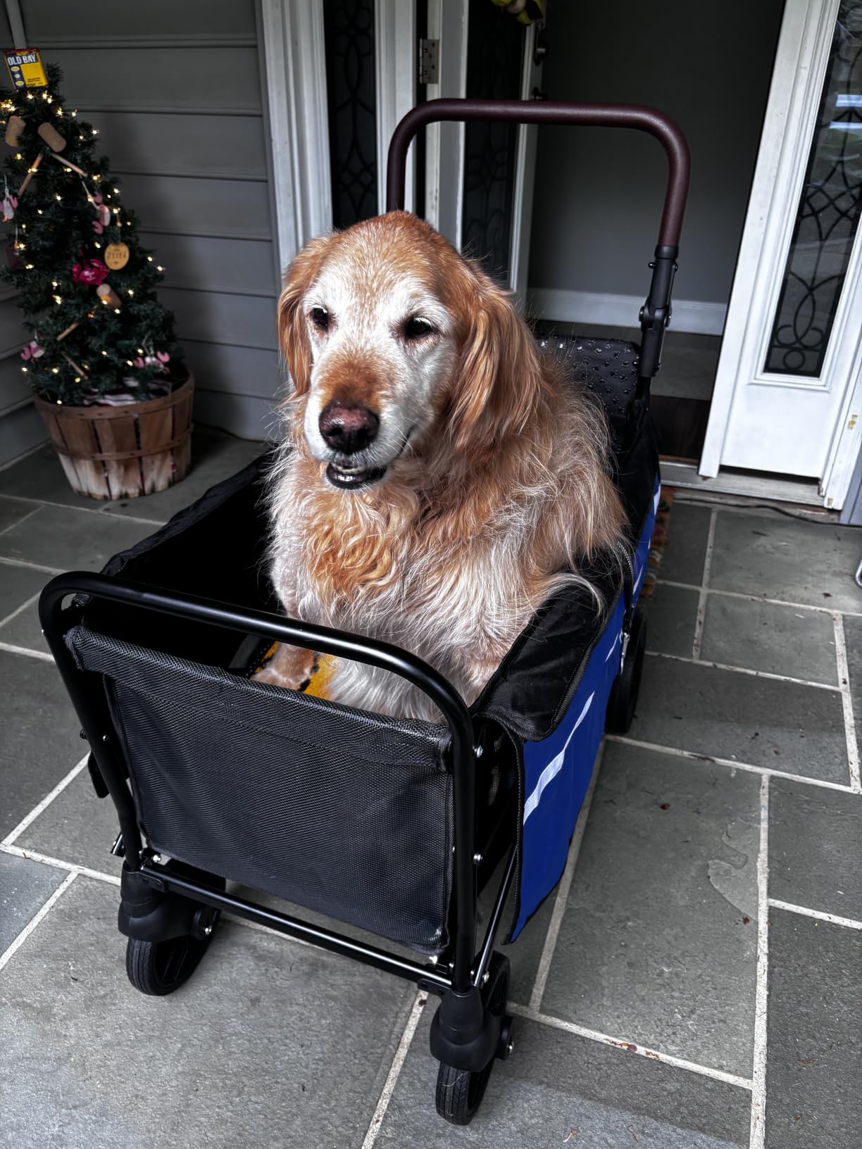 Foldable Dog Wagon for Medium & Large Dogs, Outdoor Pet Wagon | Ramp Entry for Senior Dogs, 100 lb Support, All-Terrain Wheels, One-Step Brake, Storage Pockets customer photo 1