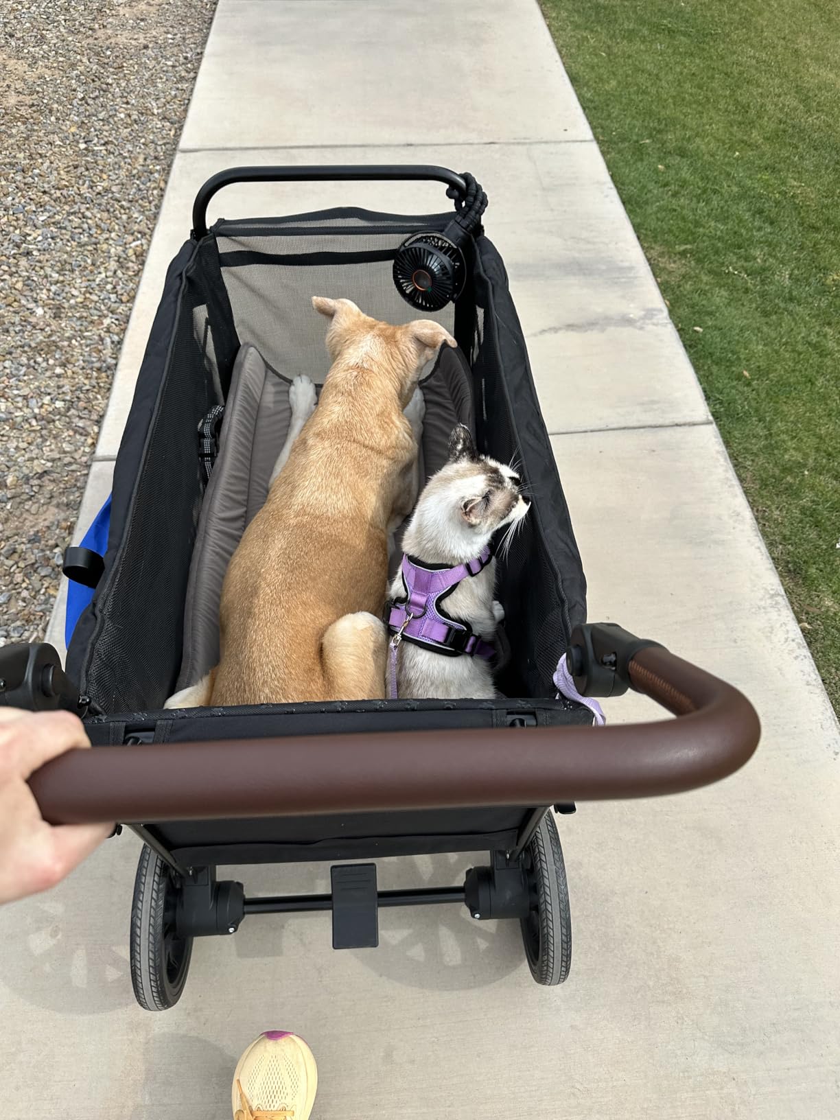 Foldable Dog Wagon for Medium & Large Dogs, Outdoor Pet Wagon | Ramp Entry for Senior Dogs, 100 lb Support, All-Terrain Wheels, One-Step Brake, Storage Pockets customer photo 2